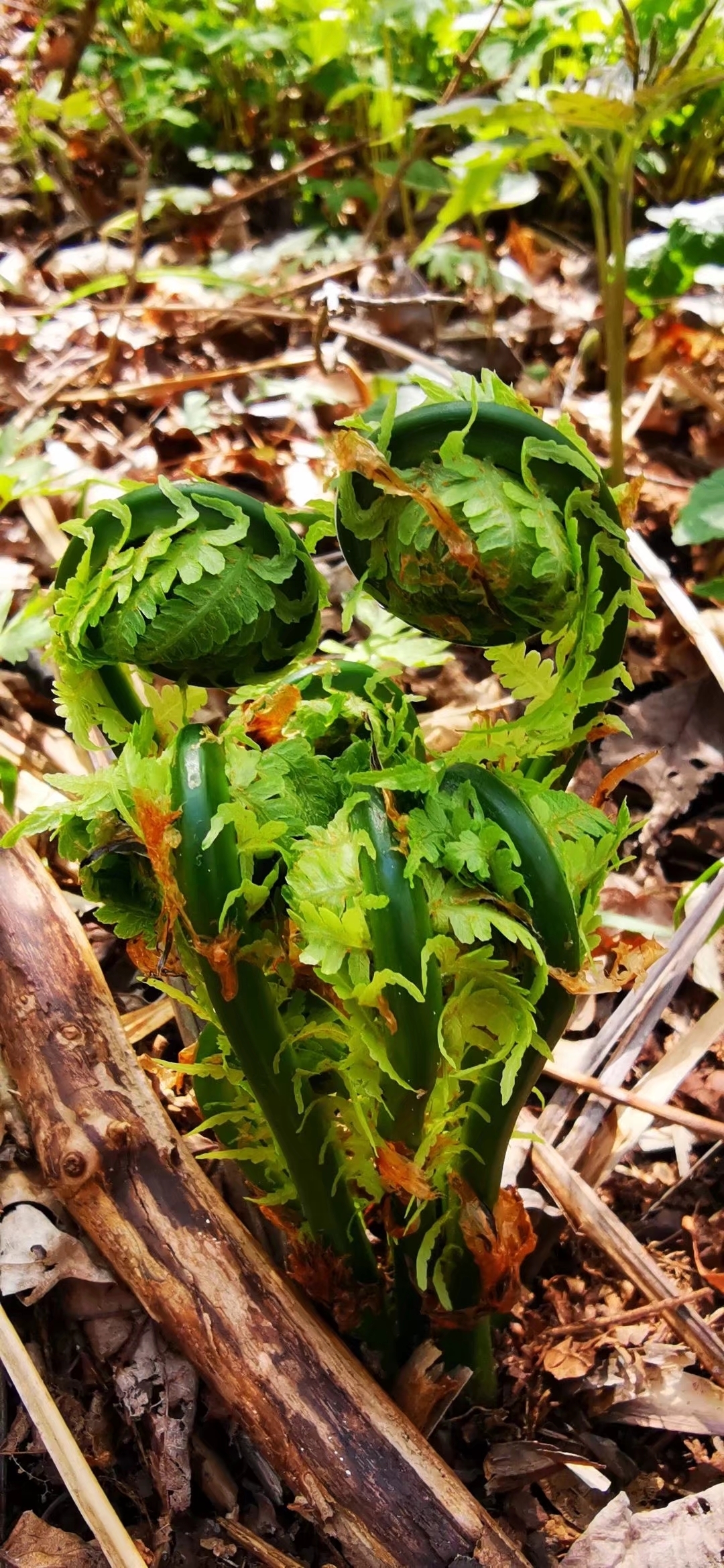 是一种营养丰富的野菜,具有以下营养