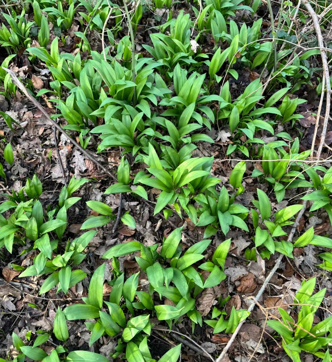 这个是野韭菜吗?能吃明天就去采