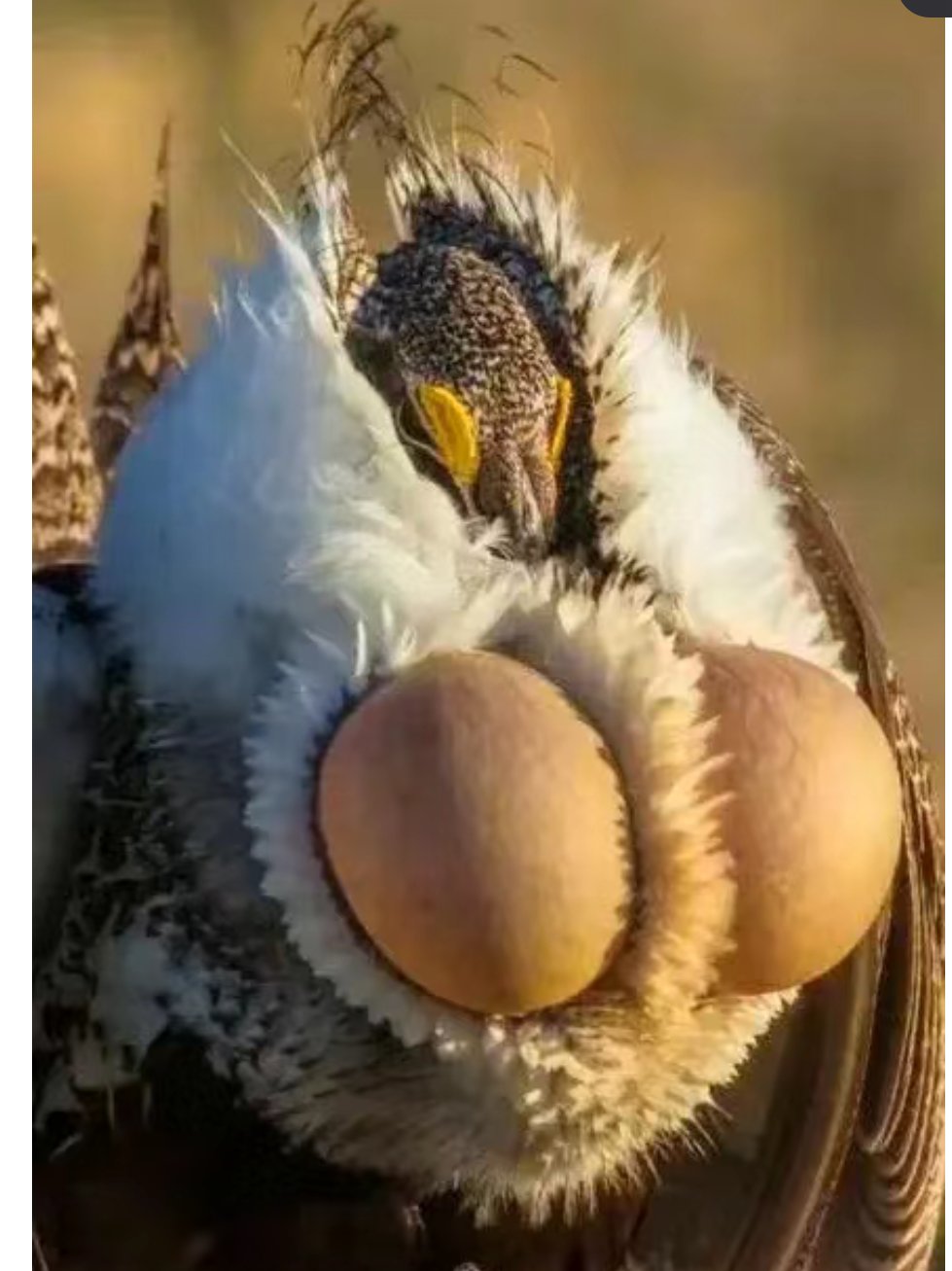 怪鸟! 那不是鸡蛋! 神奇的鸟类! 艾草松鸡. 长像威武吧!