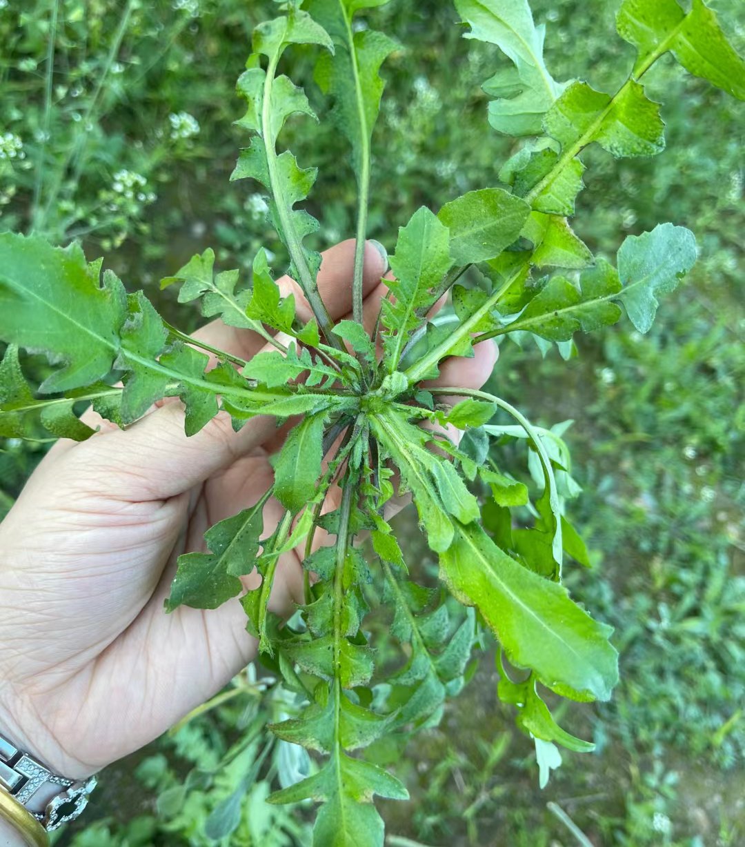 荠菜有苦味吗图片