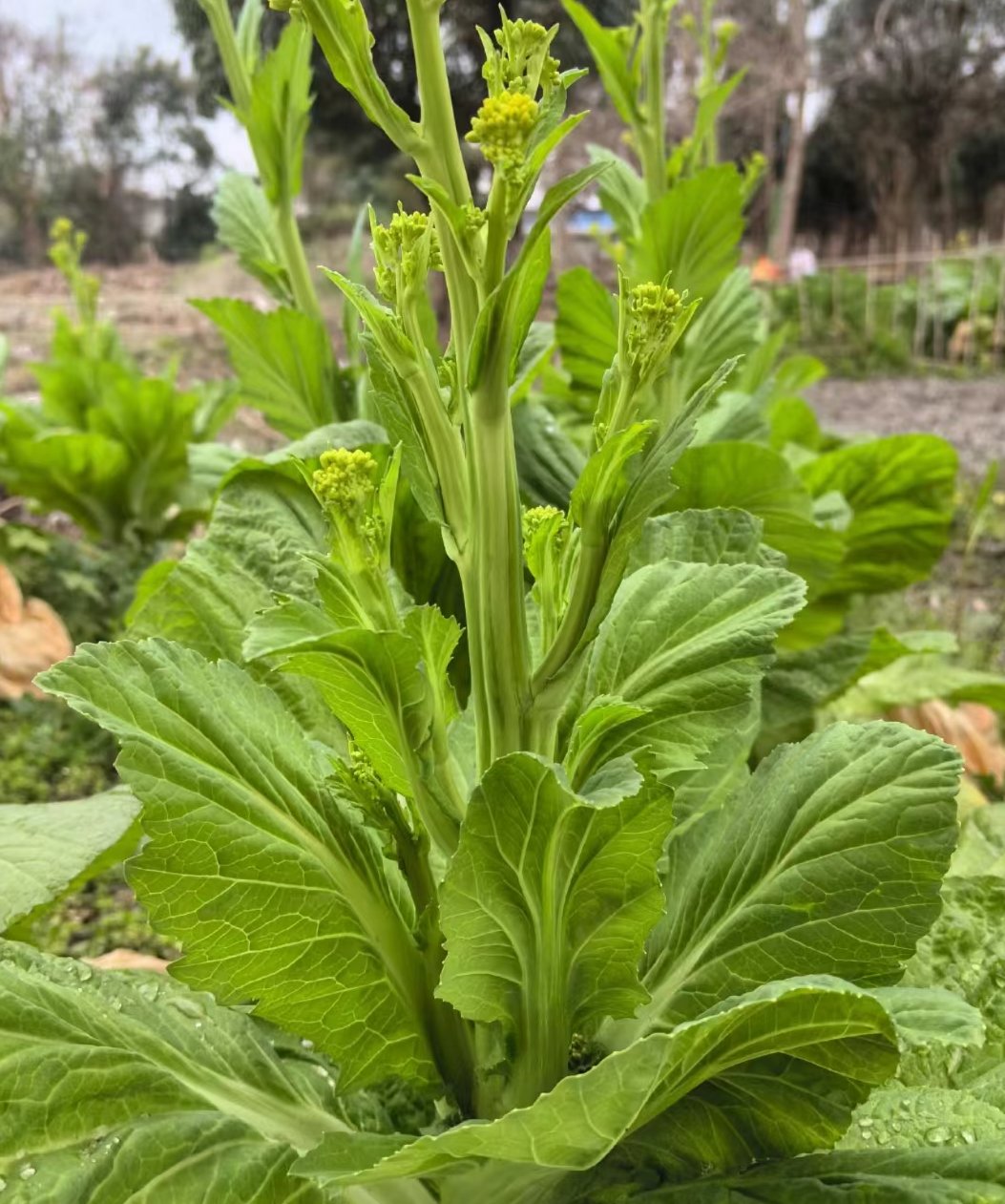 看叶子有点像棒菜 问了才知道,叫"冲菜" 不知道怎么做,才好吃