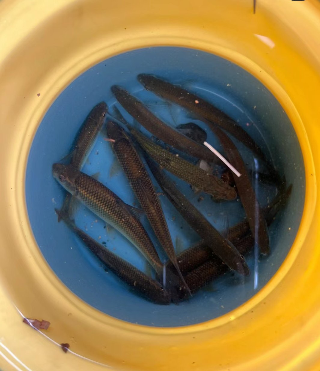 有大神知道这是什么鱼吗? 看嘴唇像是固鱼类的,但是具体是什么品种呢?