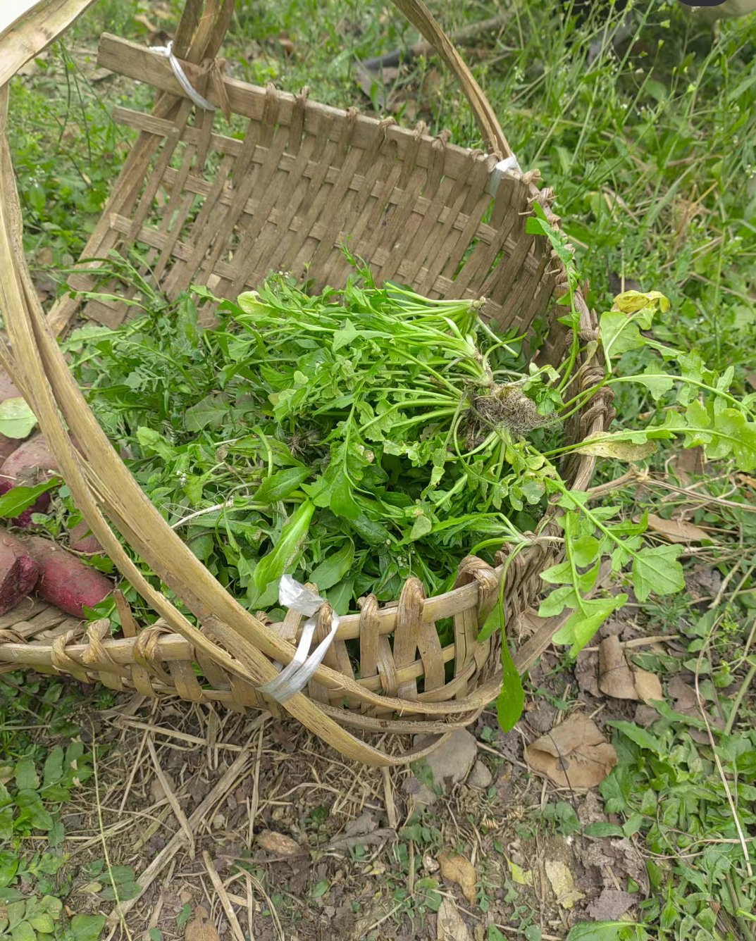 我们这叫"雀雀草",你们那叫啥呢