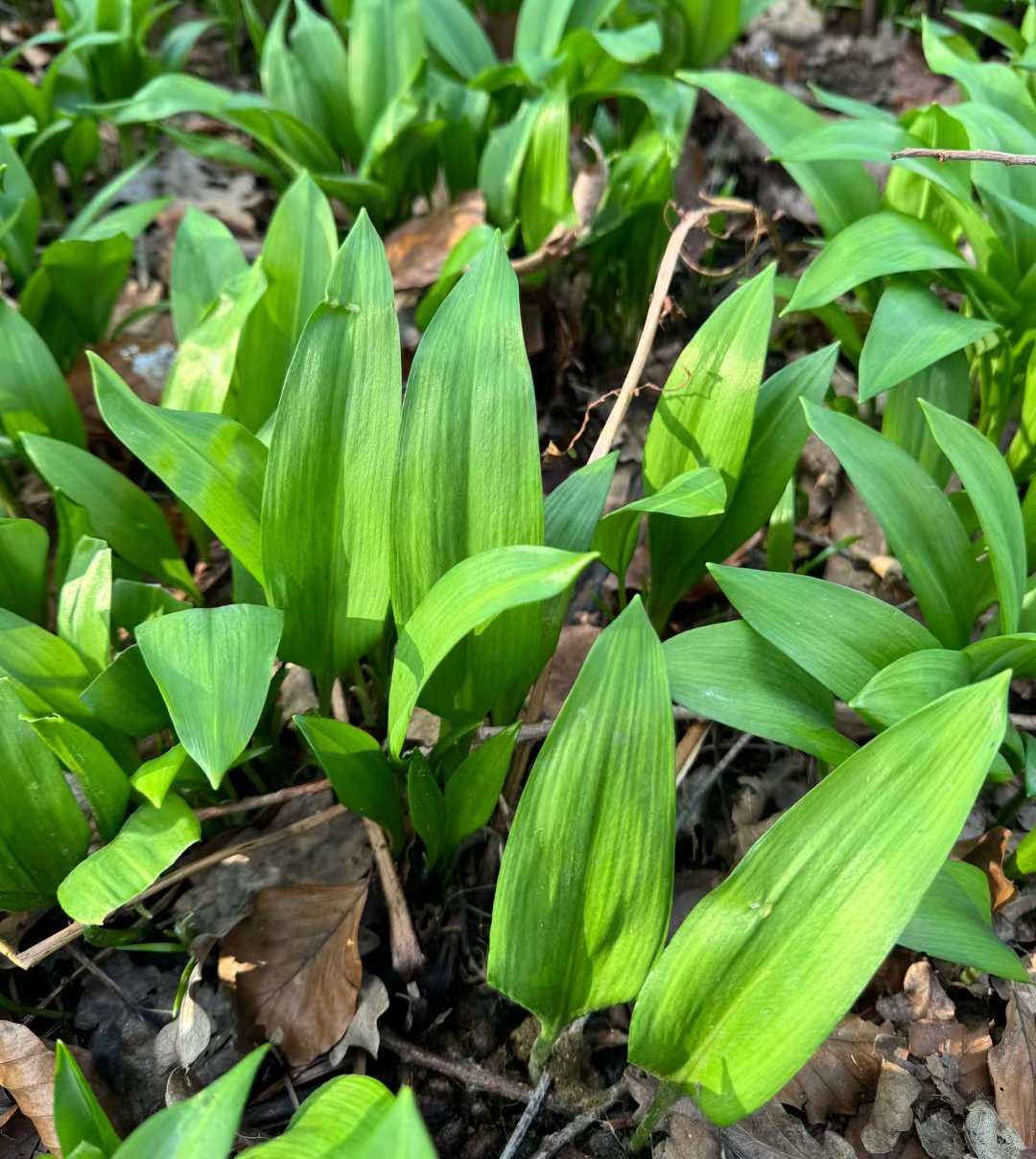 这个是野韭菜吗?能吃明天就去采