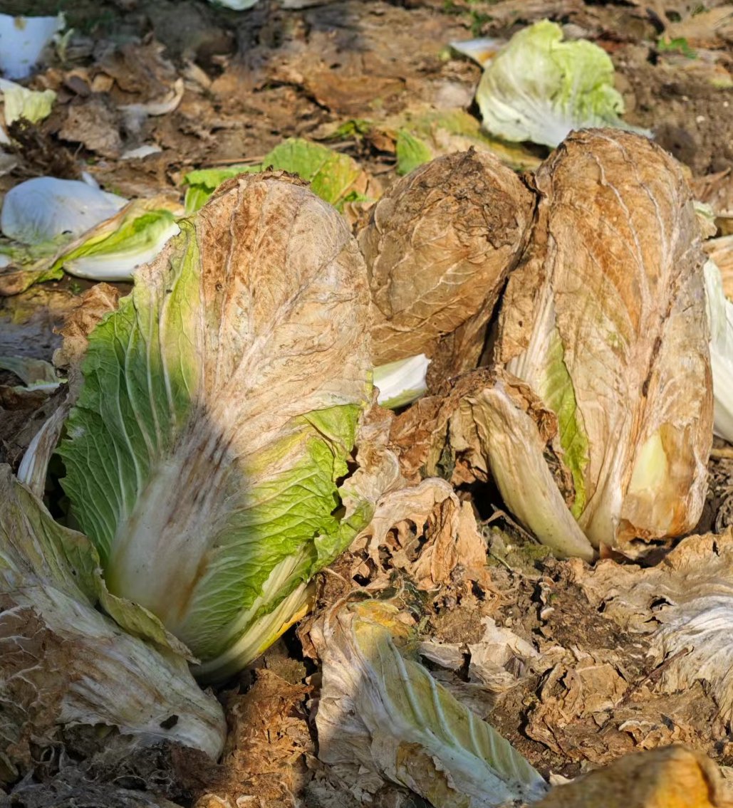 大白菜缺钙干边图片图片