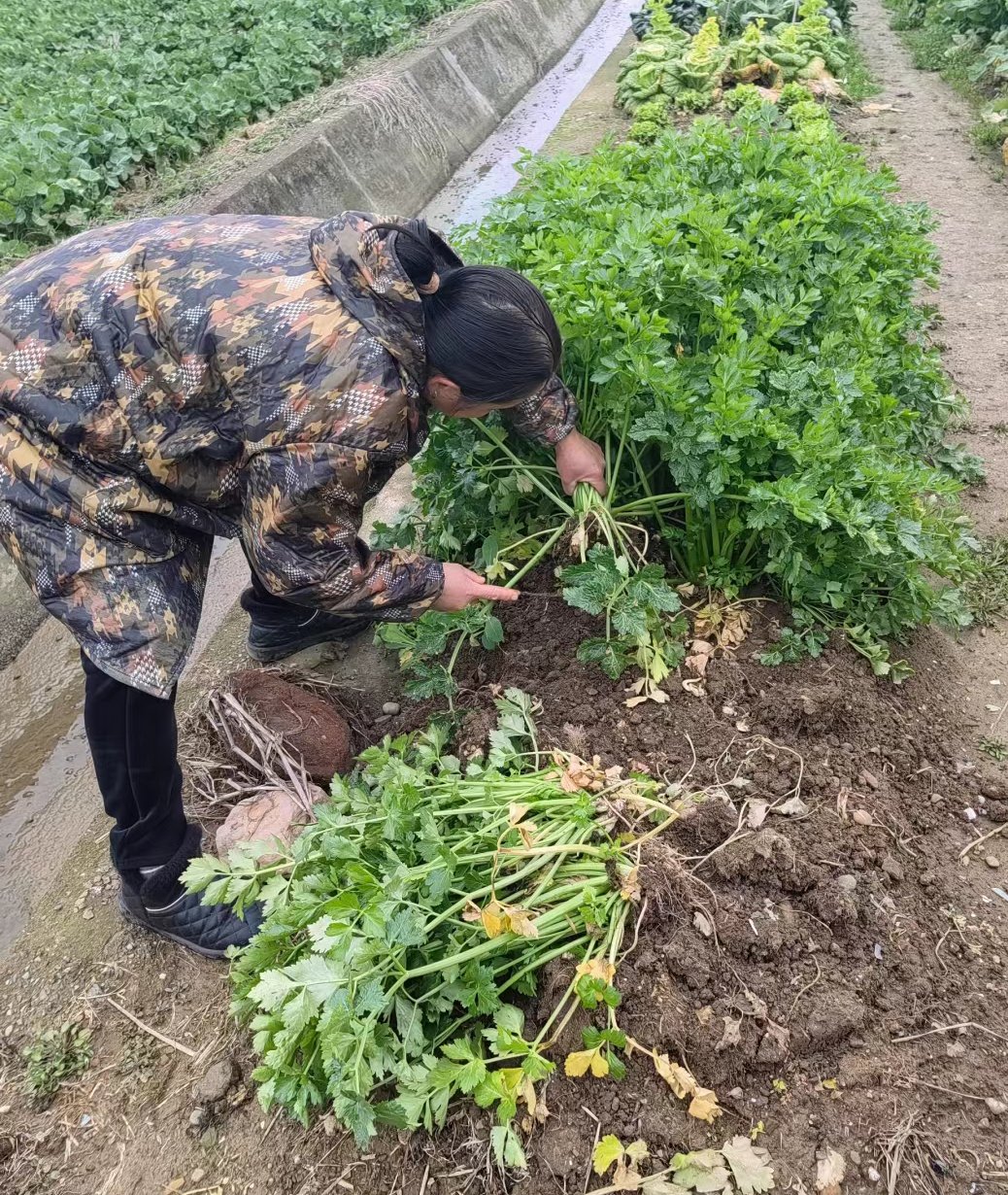 新鲜的蔬菜太惹人爱了,一亩田园,即可享受生活的甘与甜.