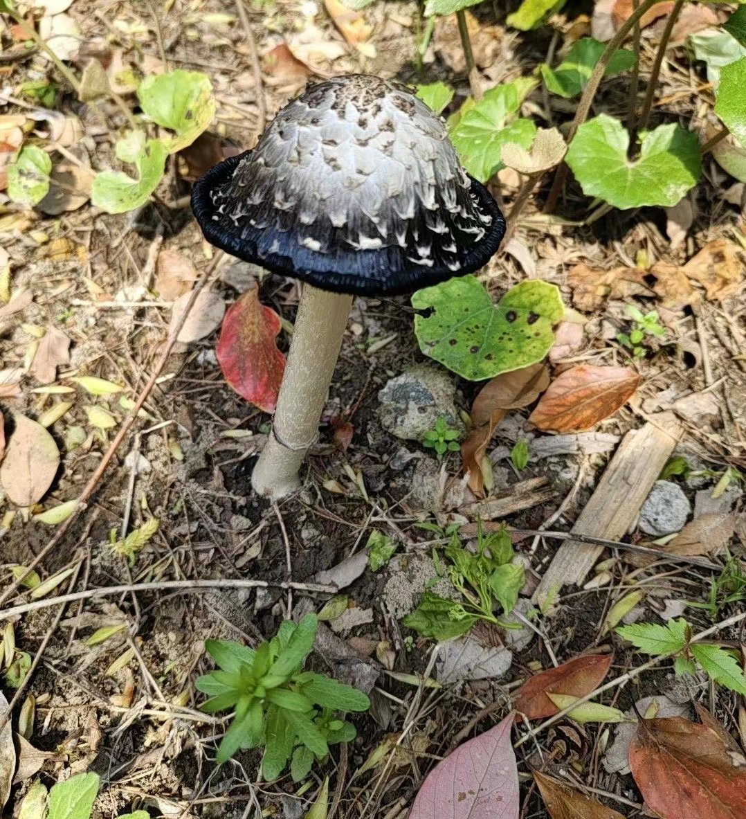 这个蘑菇可以吃吗?黑伞伞白杆杆