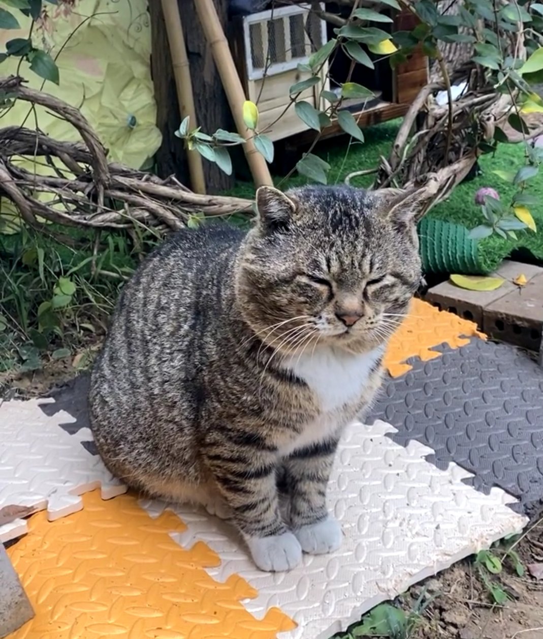 有礼貌的流浪猫胖虎上线搬砖努力工作的一天