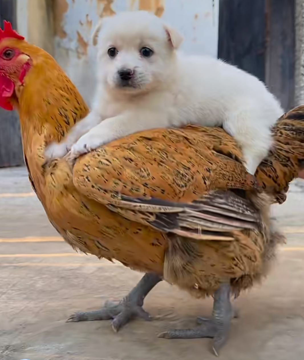 狗狗和暖心的鸡妈妈
