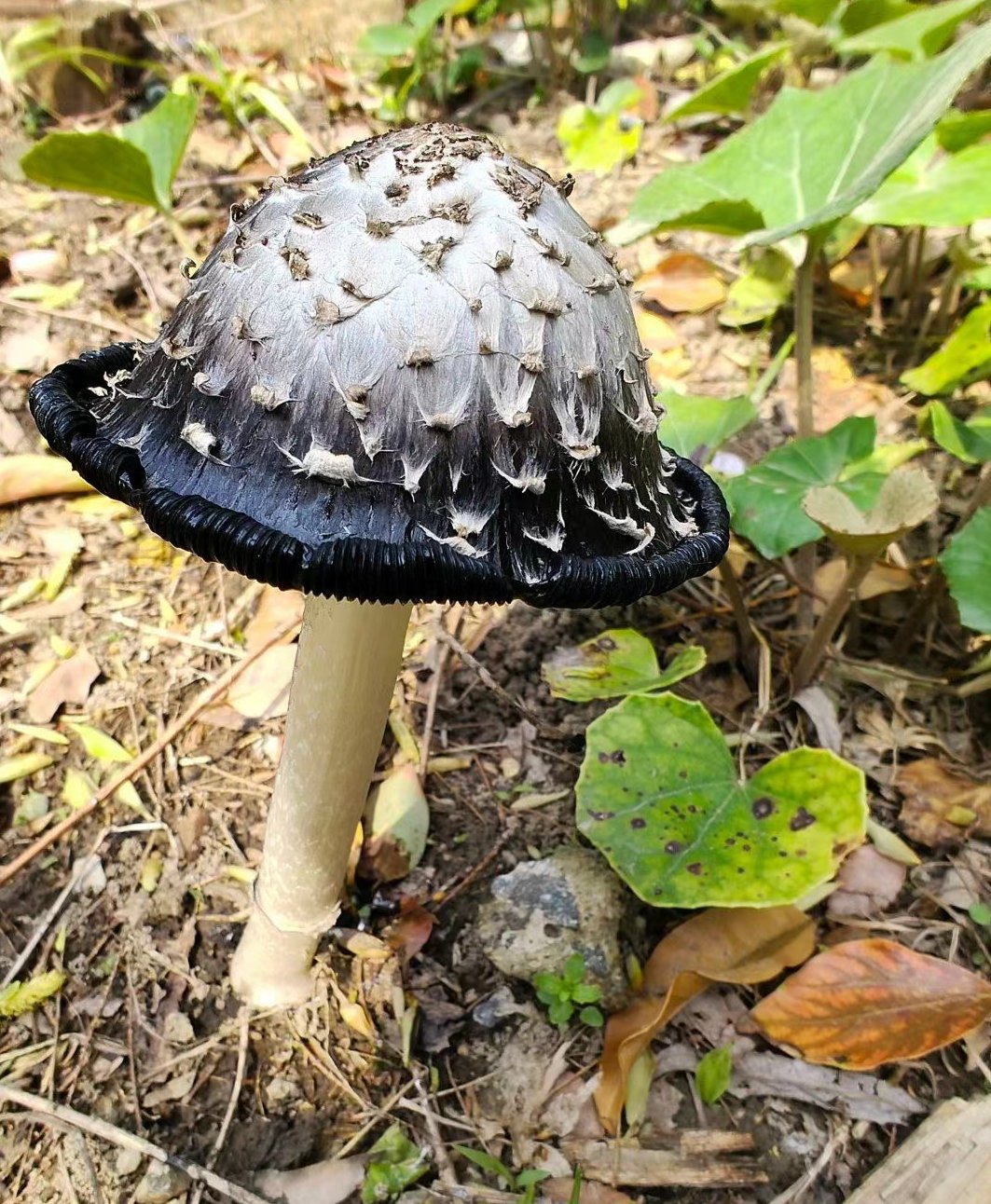 这个蘑菇可以吃吗?黑伞伞白杆杆