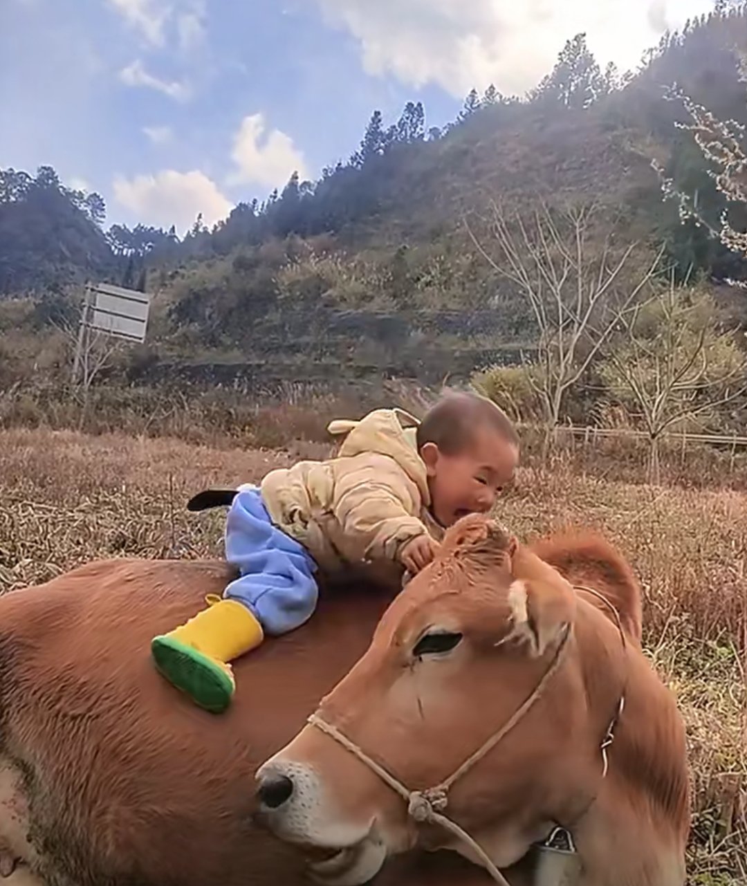 骑牛的孩子图片