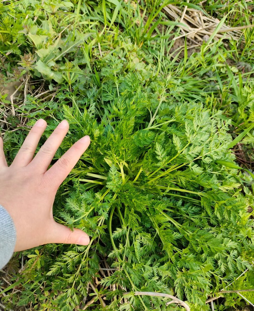 芨芨菜的样子图片