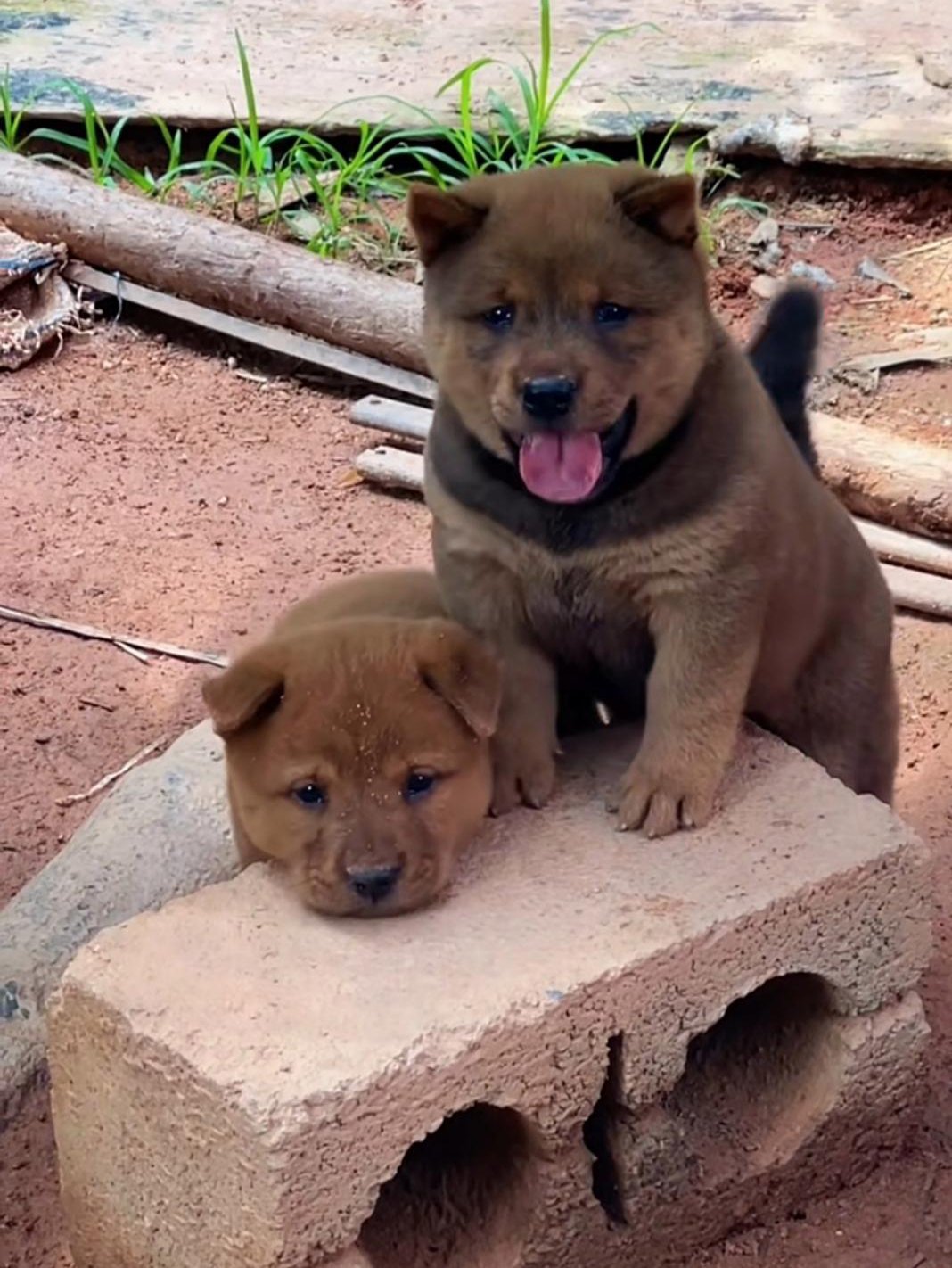 我们农村的小笨狗可爱不?