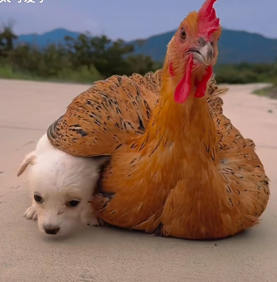 天气变冷狗狗找鸡妈妈取暖