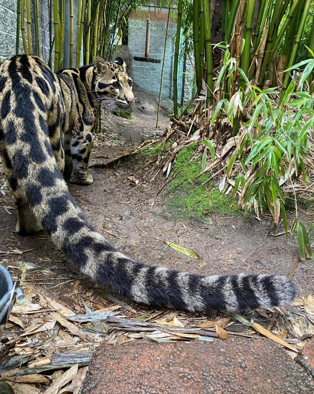 中华云豹猫图片