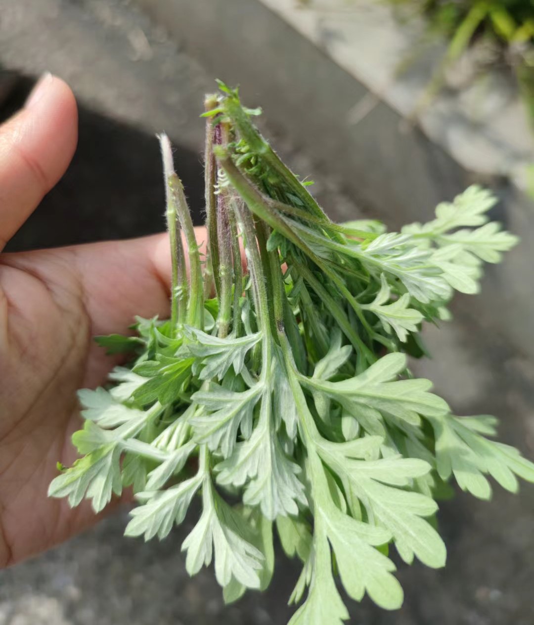 请问这是做蒿子粑粑的蒿子吗在线急问