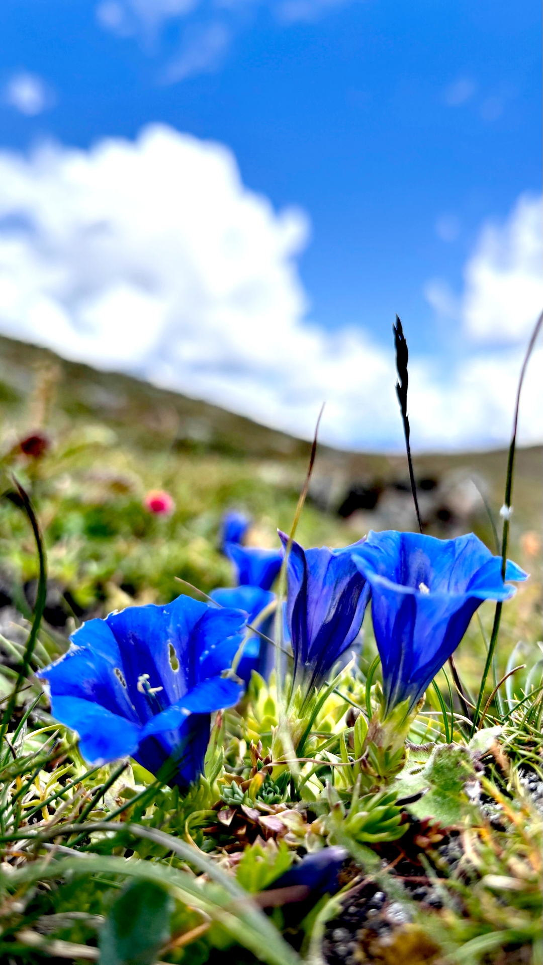 蓝锥龙胆映日辉, 龙胆花开映碧空. 花中君子姿容秀, 清雅脱俗自不同.
