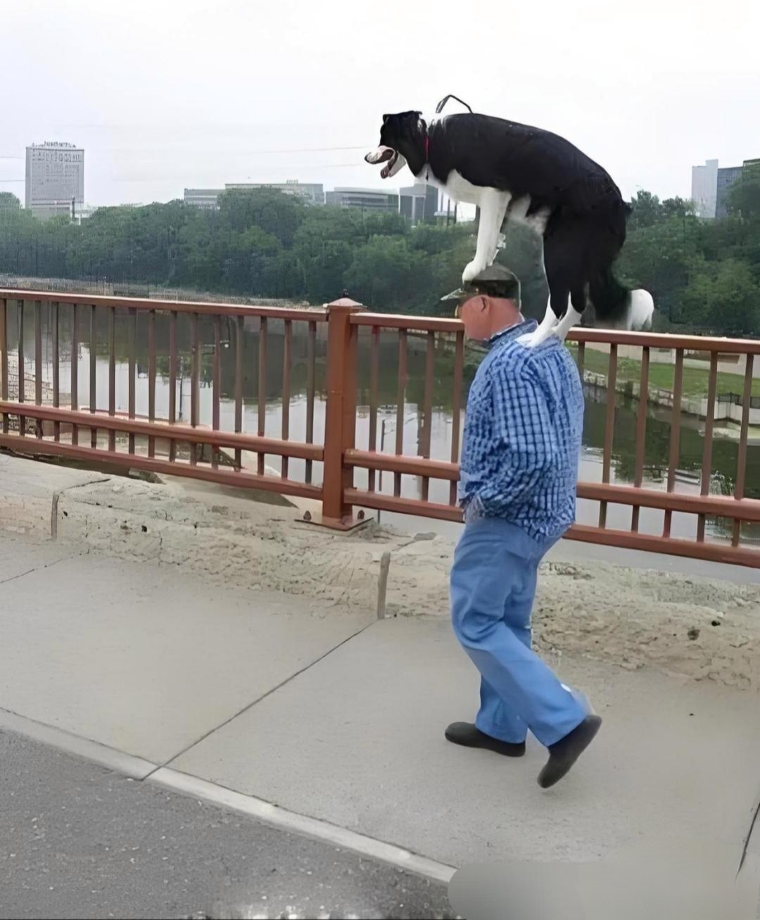 也不知道这人咋想的,为什么不让狗狗自己走,非要弄到肩膀上吊着,看