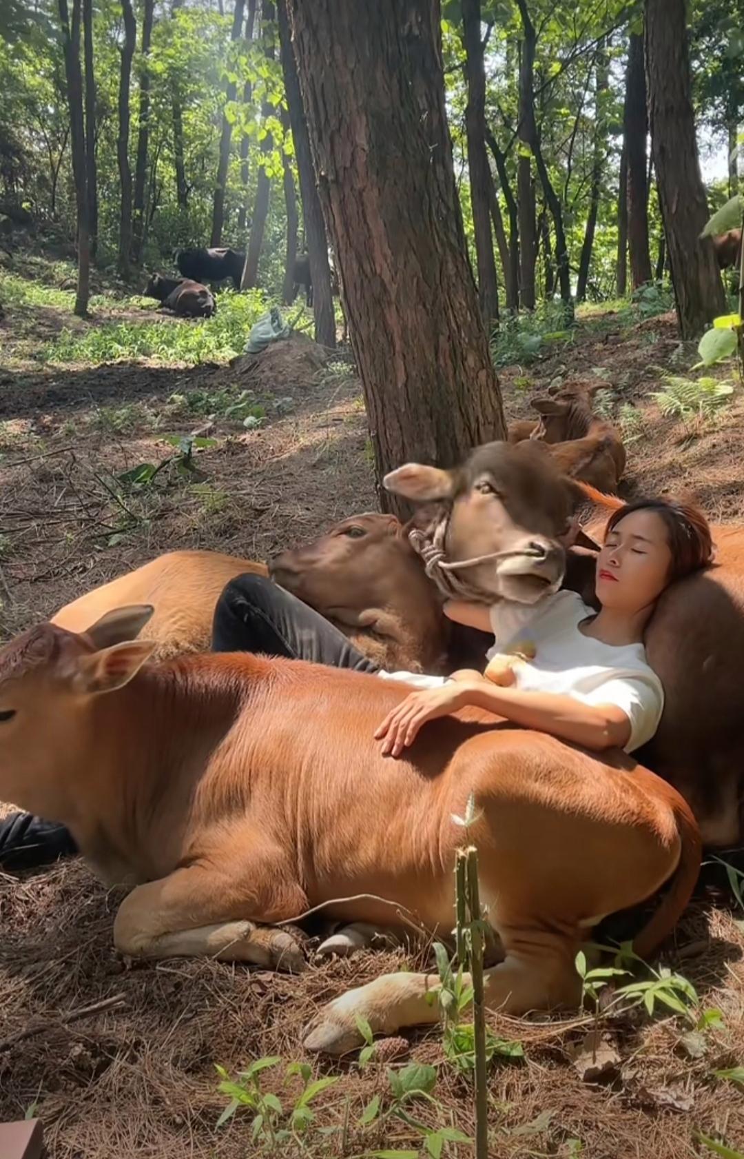 美女与公牛牲交大全图片