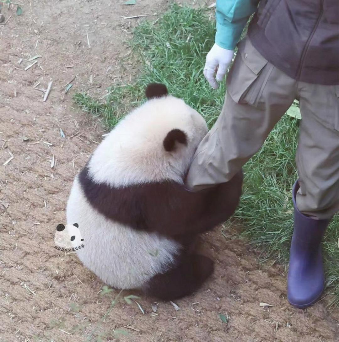 抱富婆大腿图片熊猫头图片