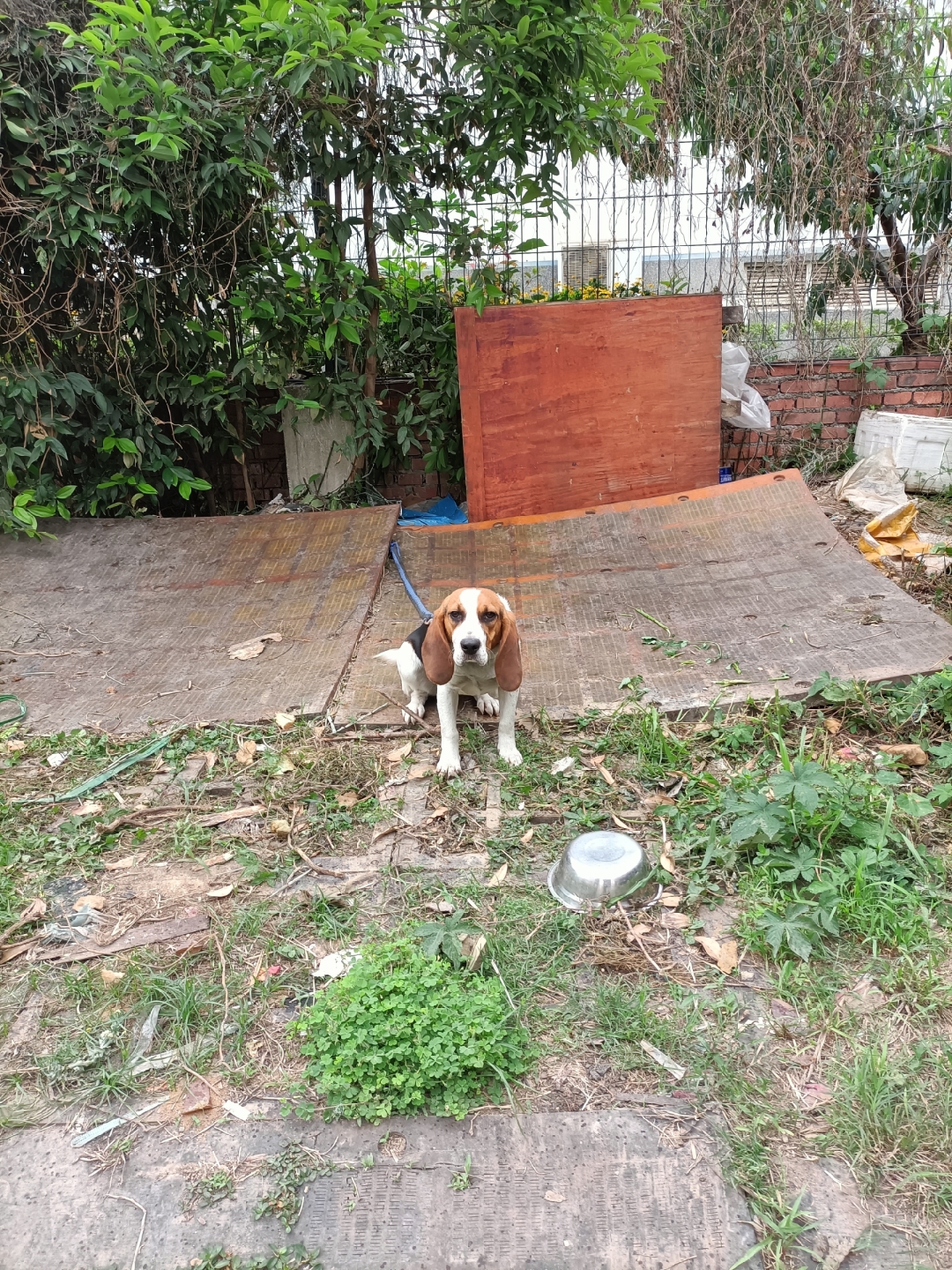 刚开始的时候它还凶我,我说了一句大耳朵狗狗好可爱呀!