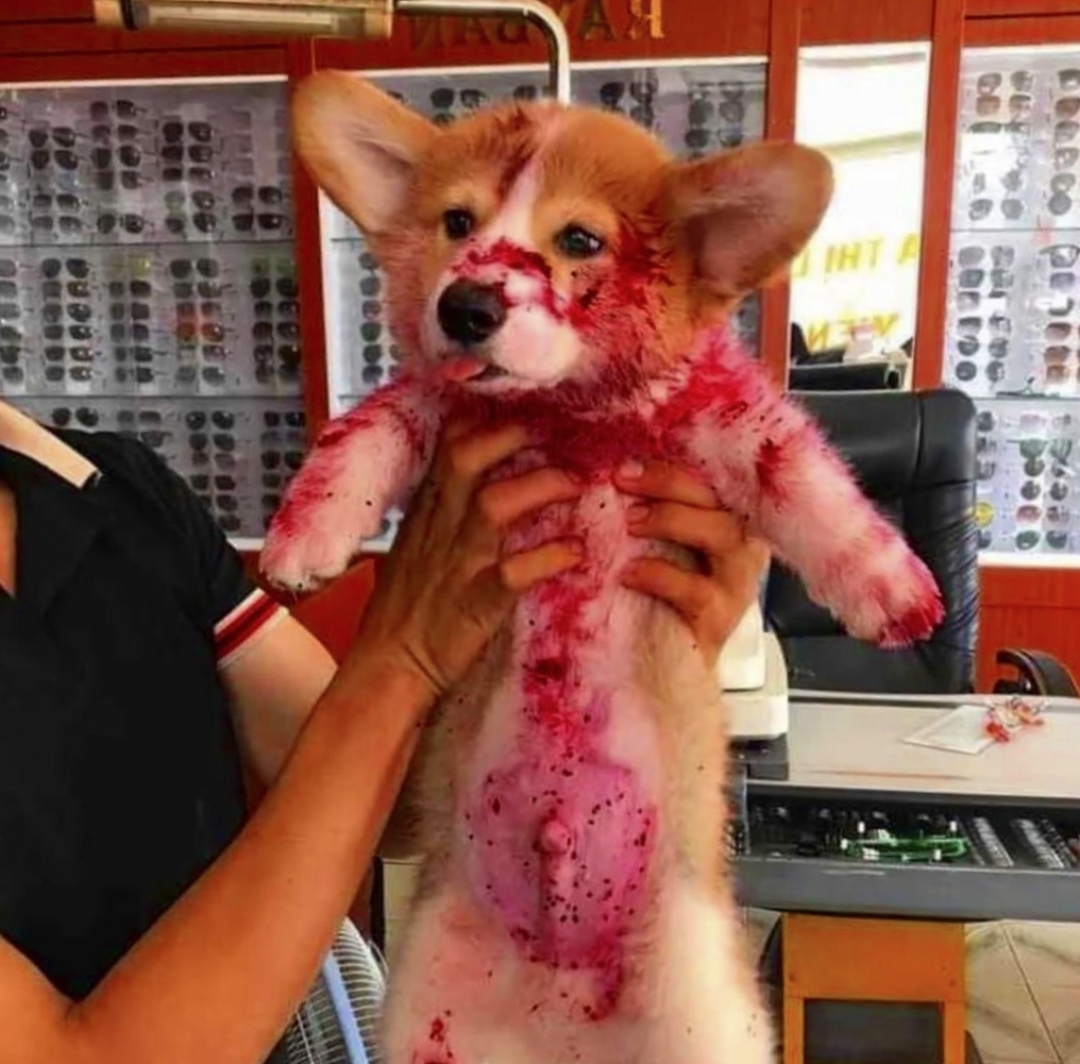 天呐,刚出去一会儿,我的狗怎么死了?