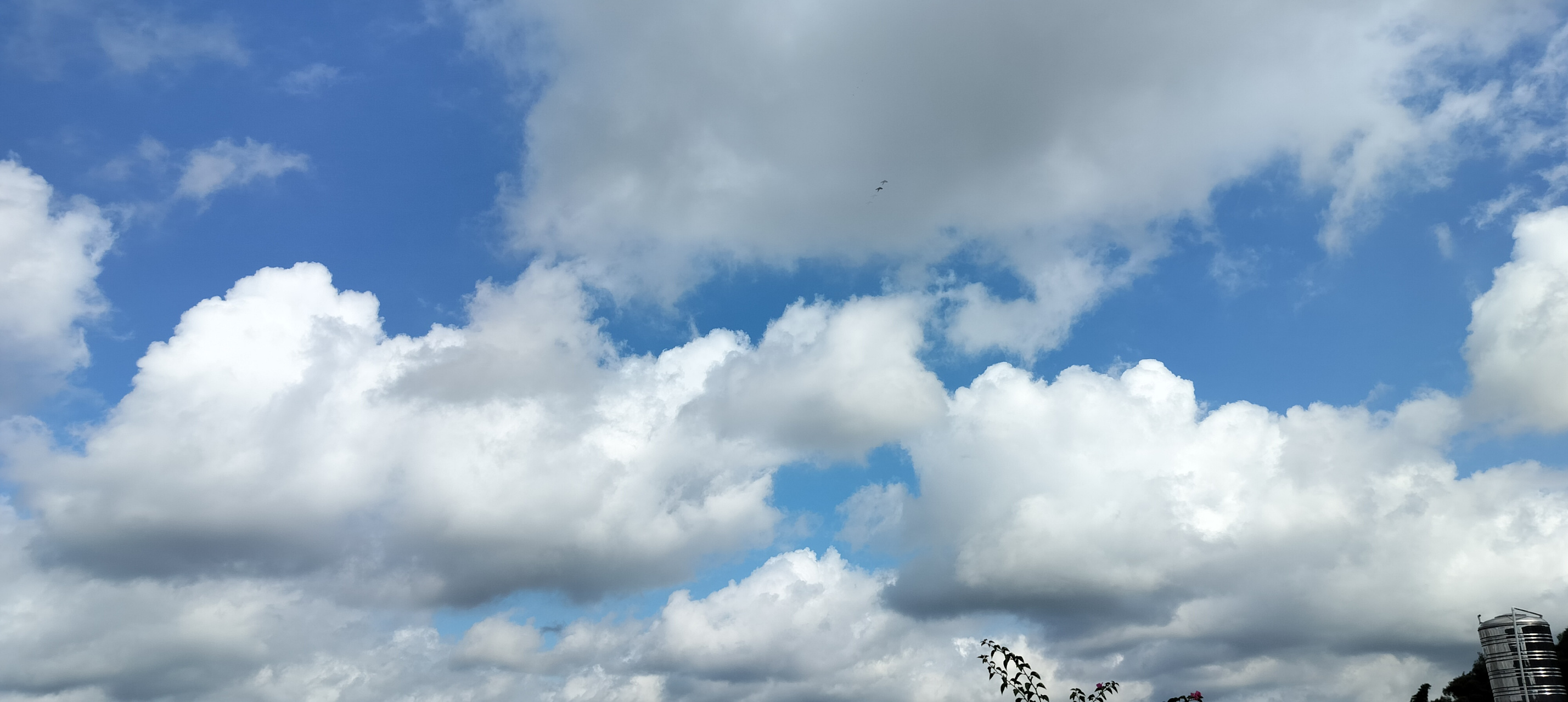 夏天小薯高温临,楼顶全景望天空,花草昂头看白云,雨点何时来我处?