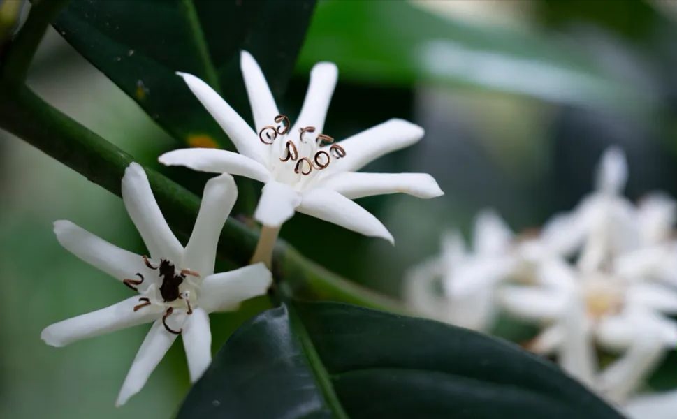 向春天出发#才知道,咖啡花如此美丽～  咖啡花是茜草科植物,与栀谆è