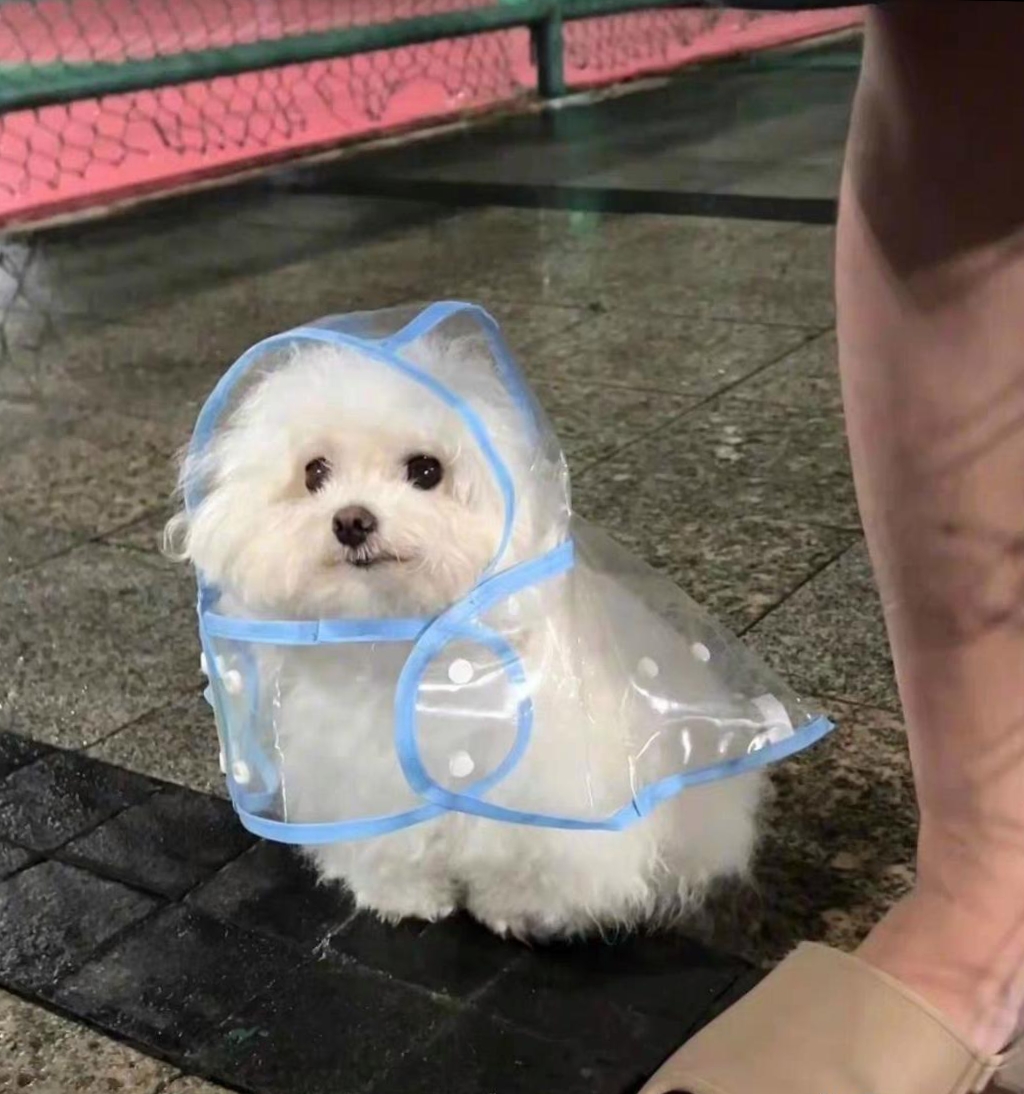 穿着雨衣的狗狗可爱了吧,它望见什么了这样呆萌!