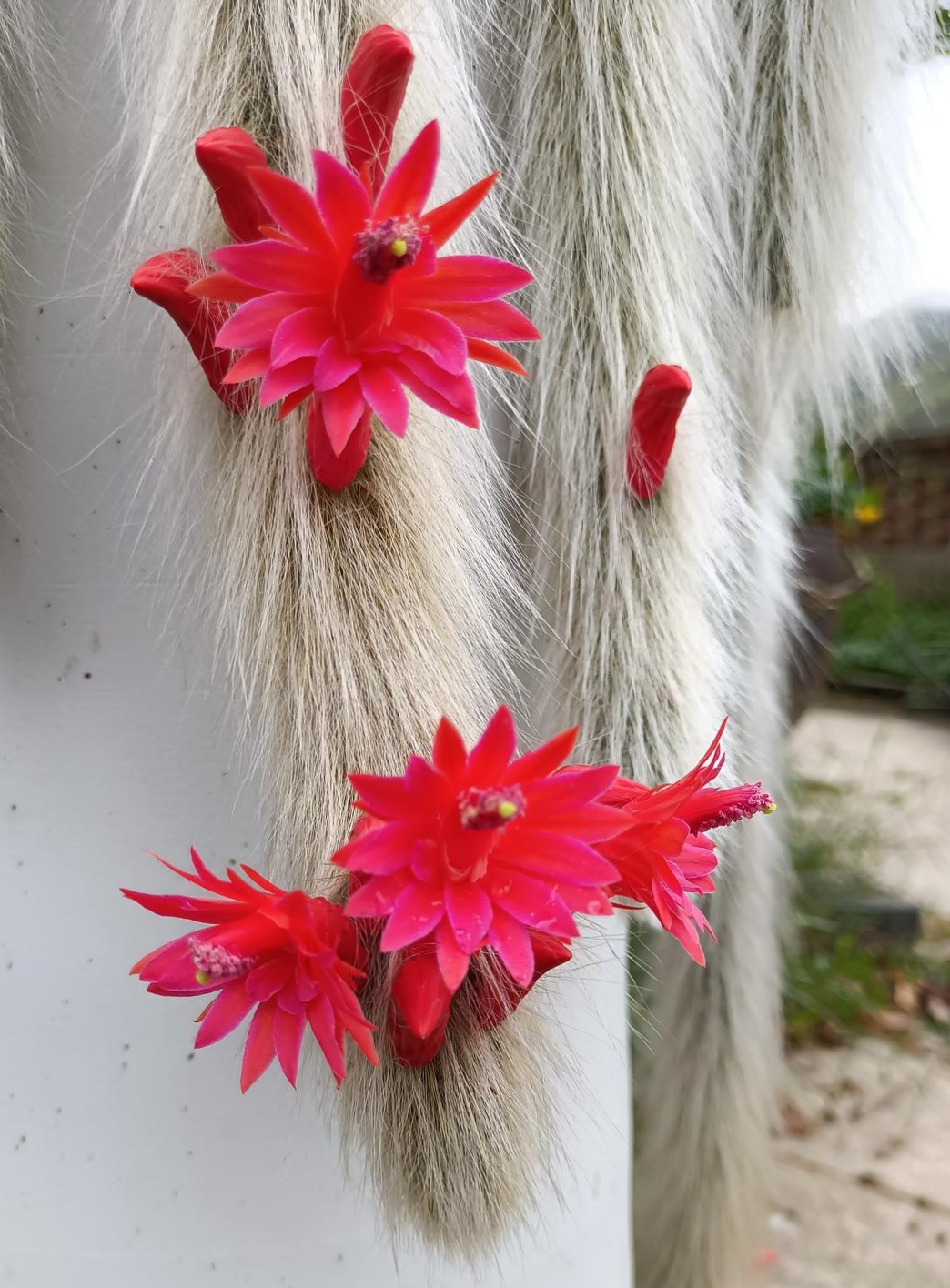 九尾狐终于开花了!这是我养了五年的成果.