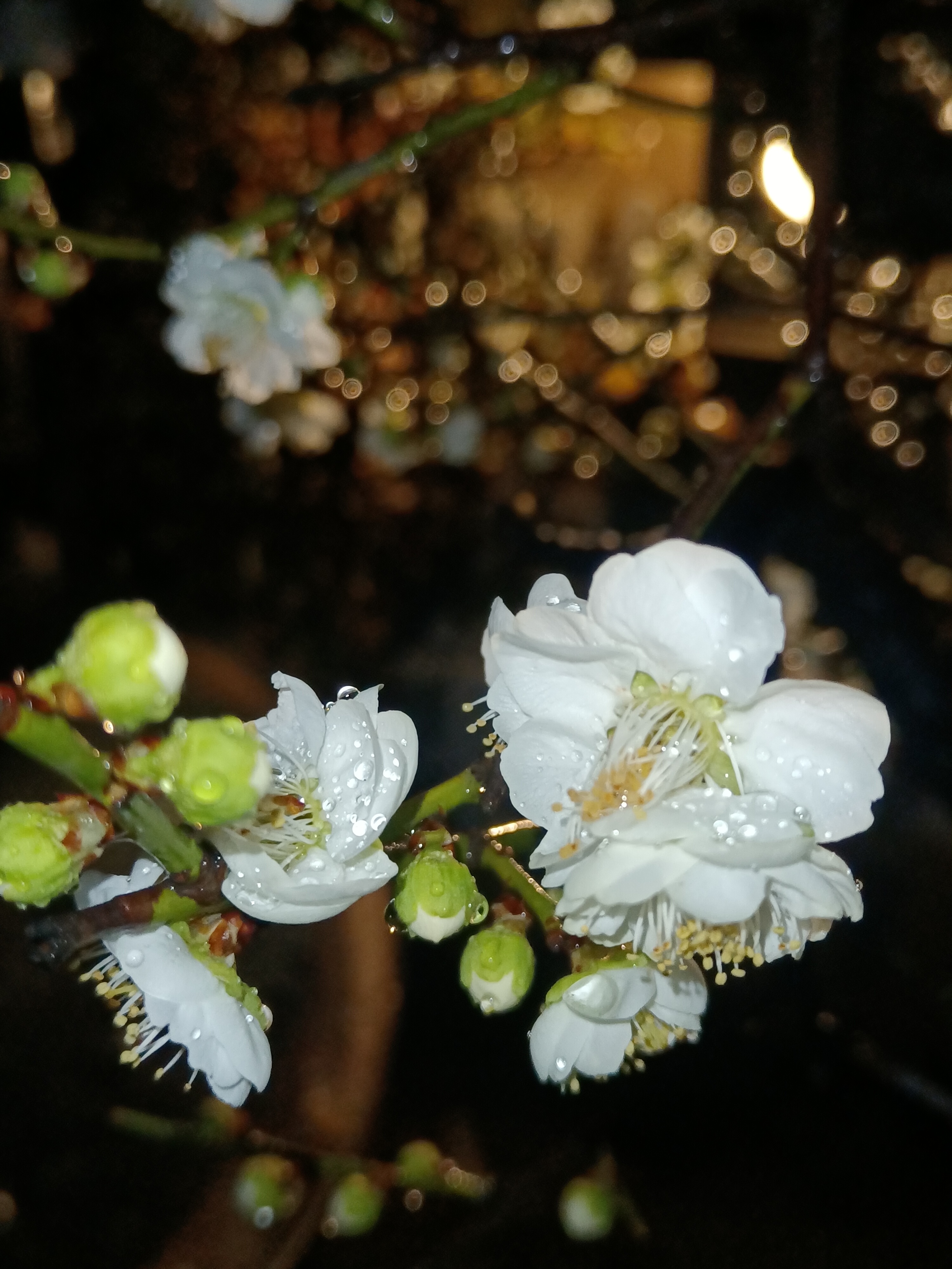 雨夜花花雨夜夜里花儿图片