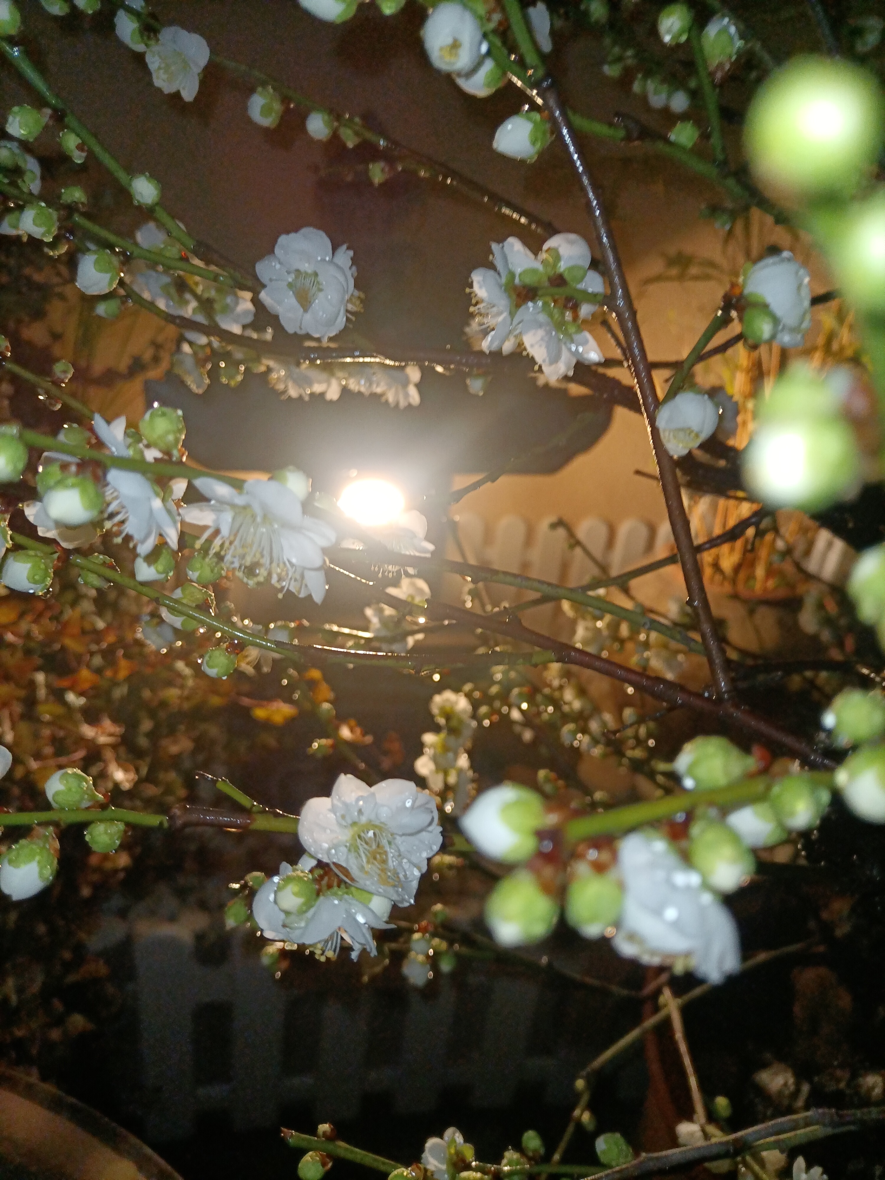 雨夜花花雨夜夜里花儿图片