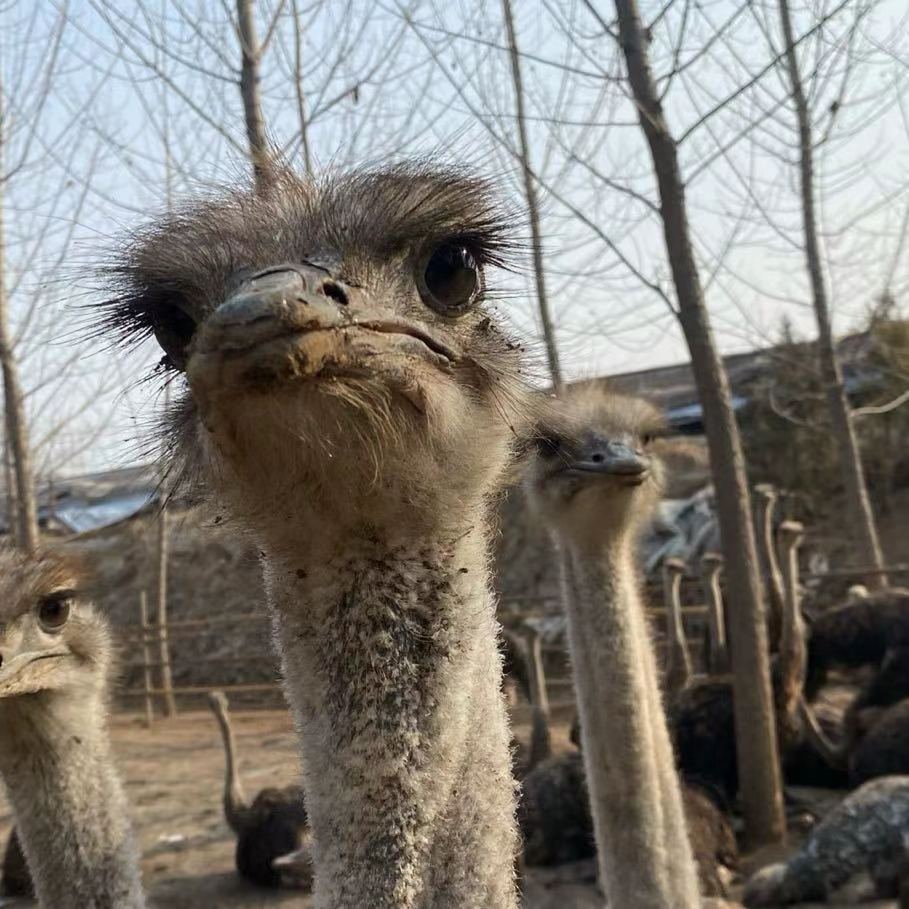 我还没有起床了,我同学就打电话来,让我和他养鸵鸟