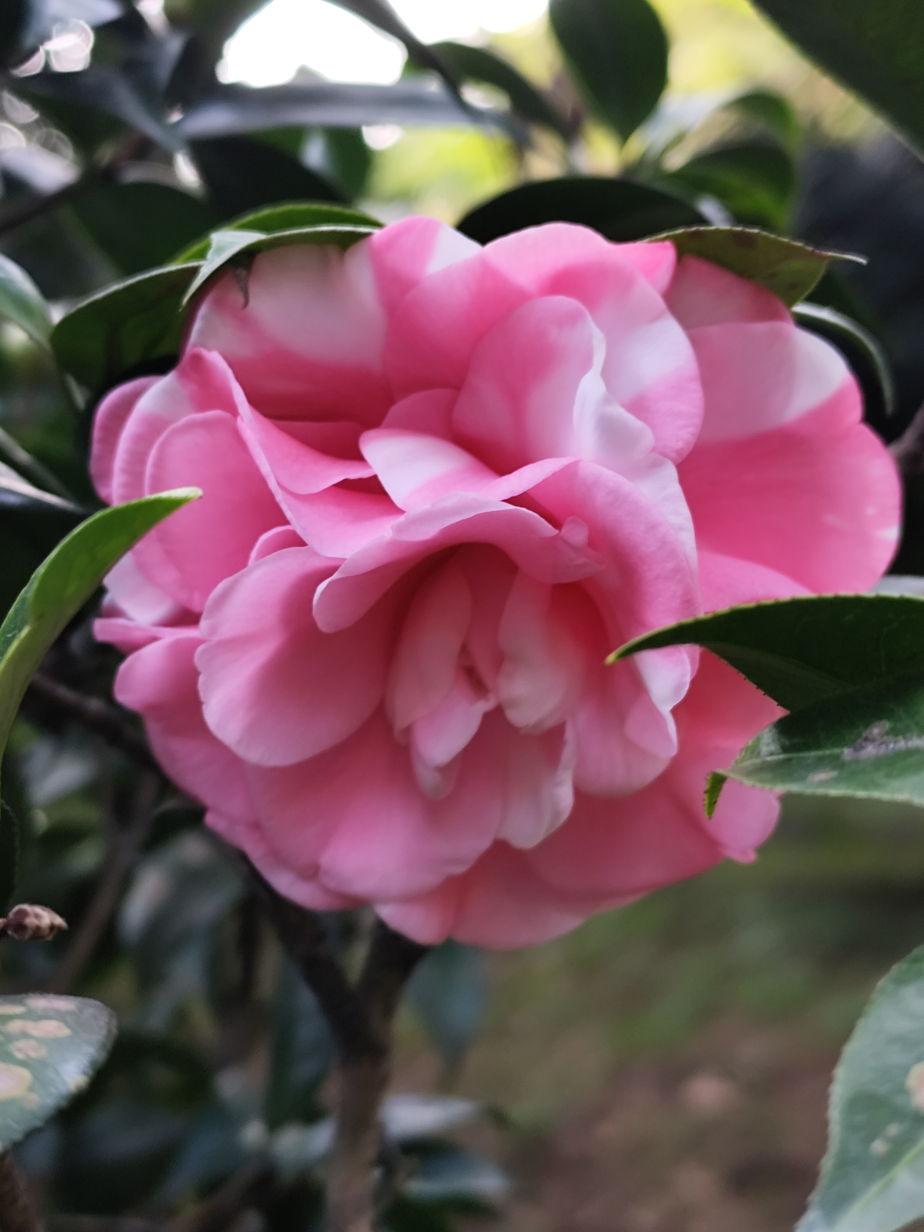 植物园的茶花开了,形态各异,一个字"美"!