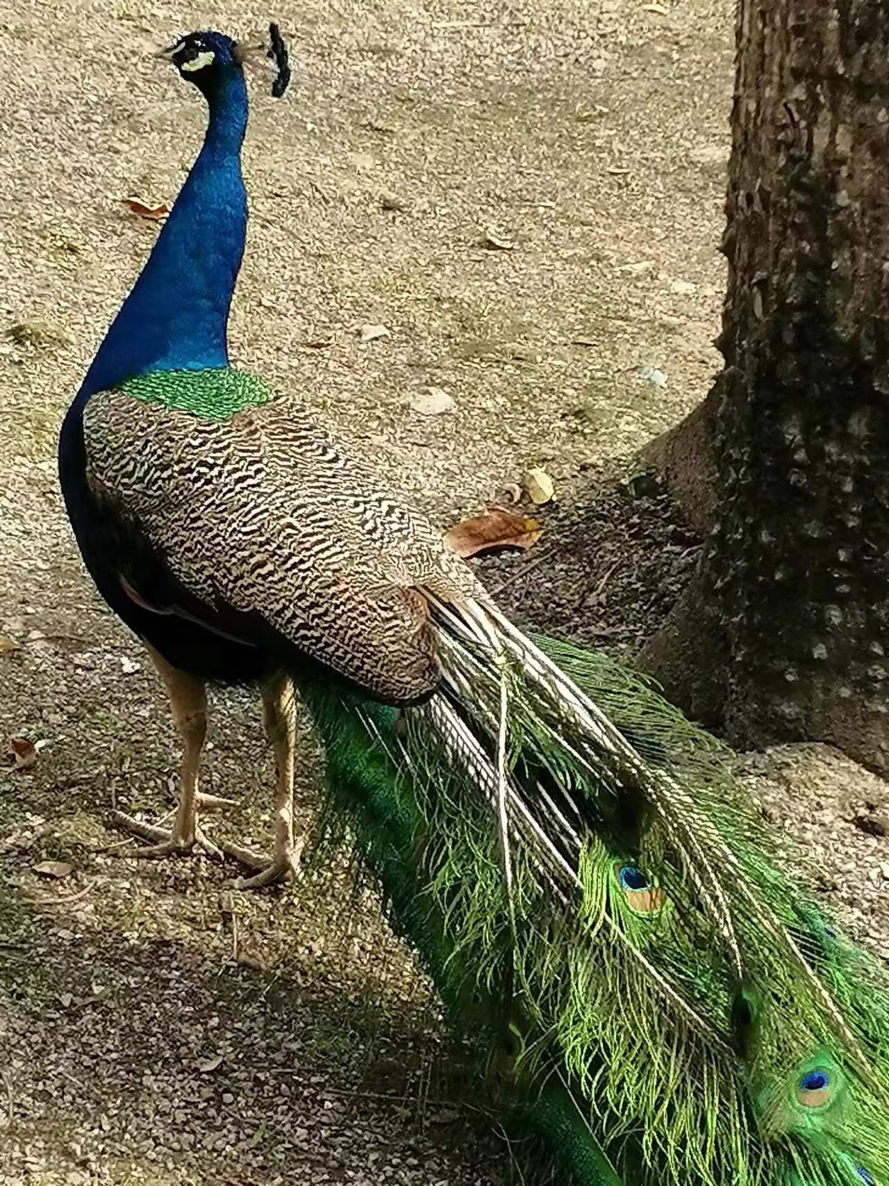 关于动物你不知道的那些事#孔雀,它是百鸟之王,它是善良,美丽和华贵