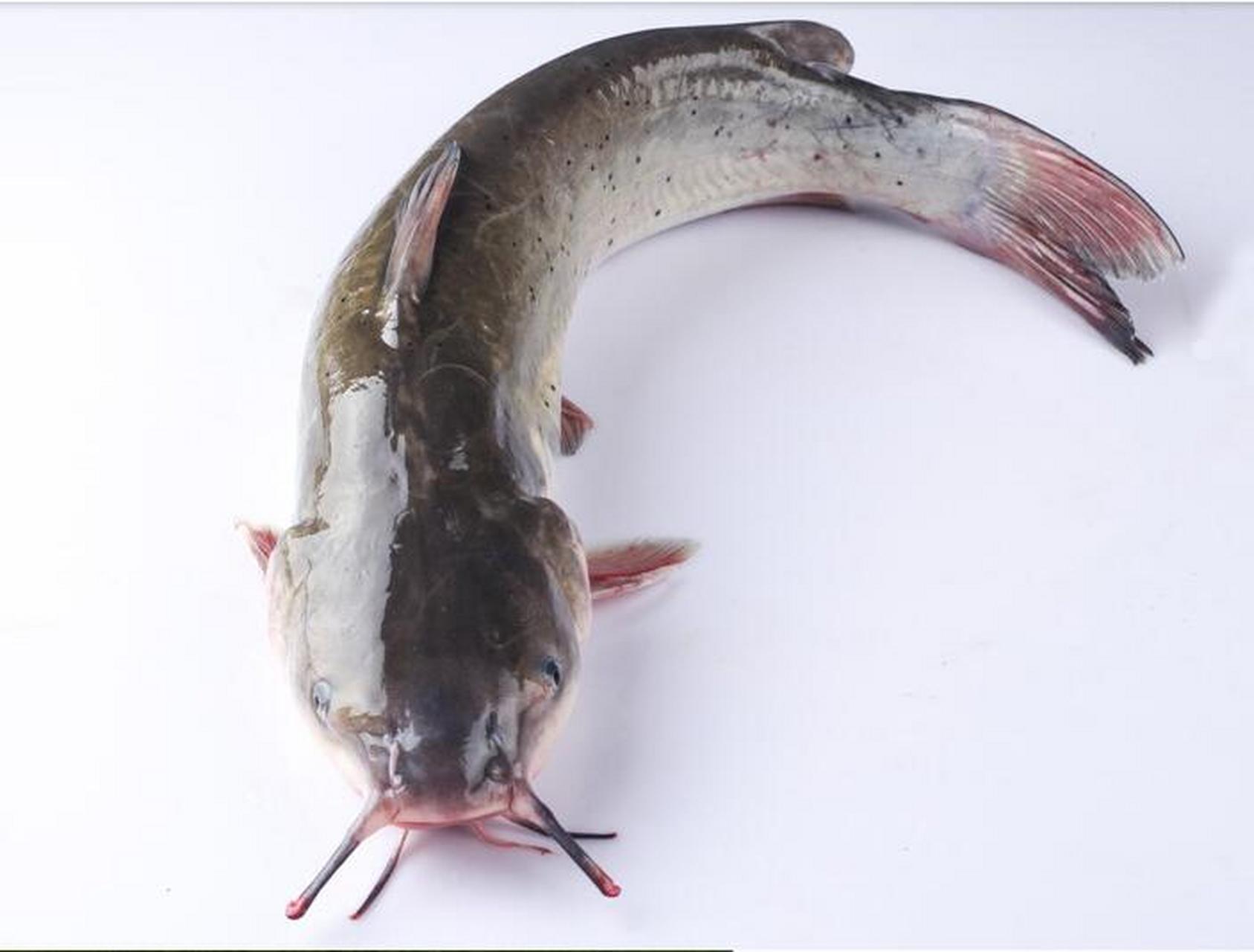 口味独特,入囗汤鲜无比,肉嫩滑爽,无泥腥味,肉