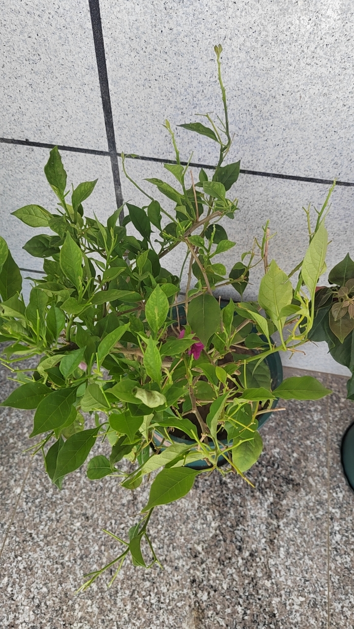 今天网上买了一盆云南紫的三角梅,回来之后花都落完了,叶子也落了很多