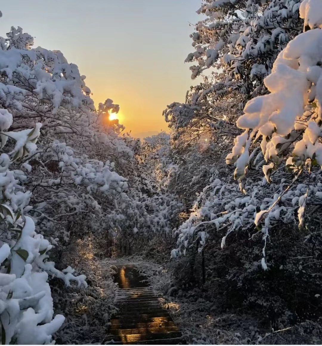 冬日里的雪景分享  太阳初升,白雪皑皑的树林里,仿佛是童话世界般的