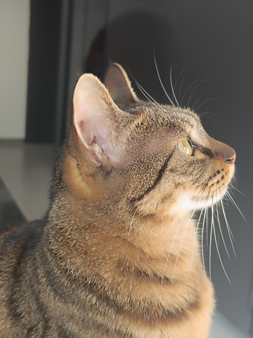 它就那样坐在窗户前,双眼凝视着窗外的景色,仿佛在沉浸在自己的世界中