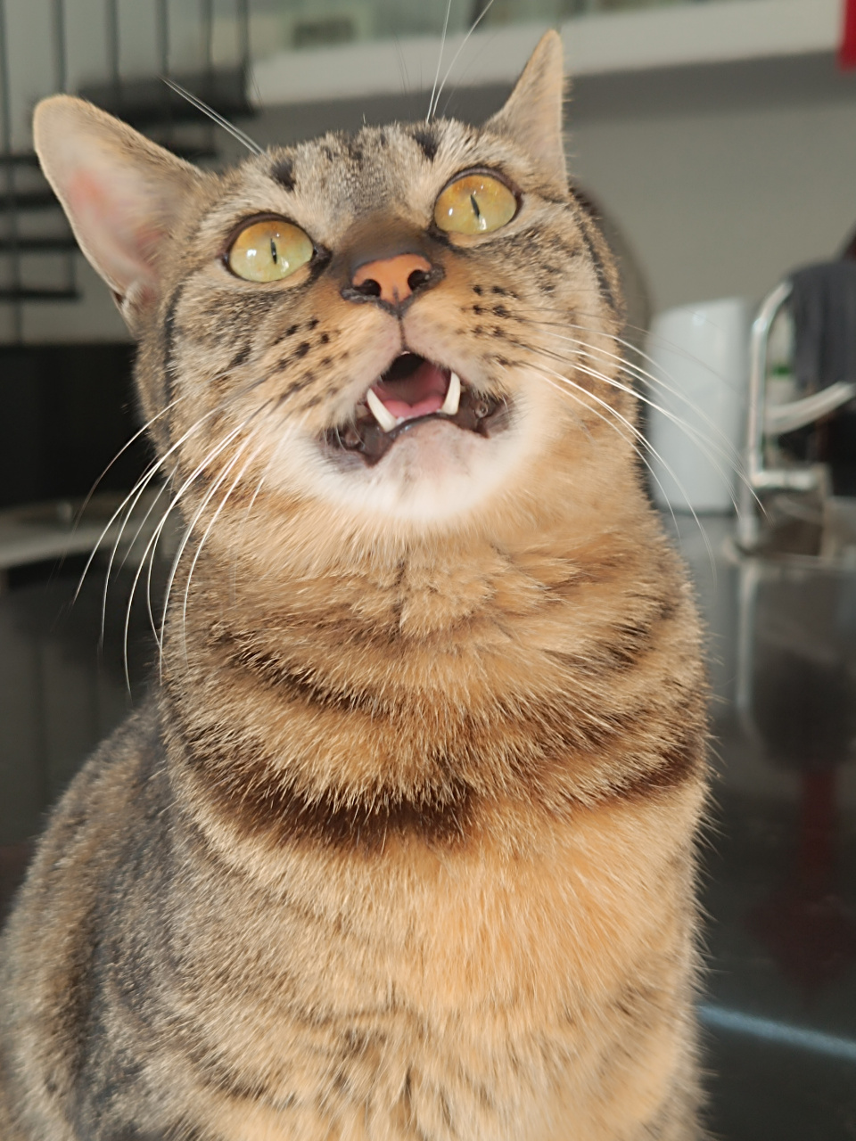 它就那样坐在窗户前,双眼凝视着窗外的景色,仿佛在沉浸在自己的世界中