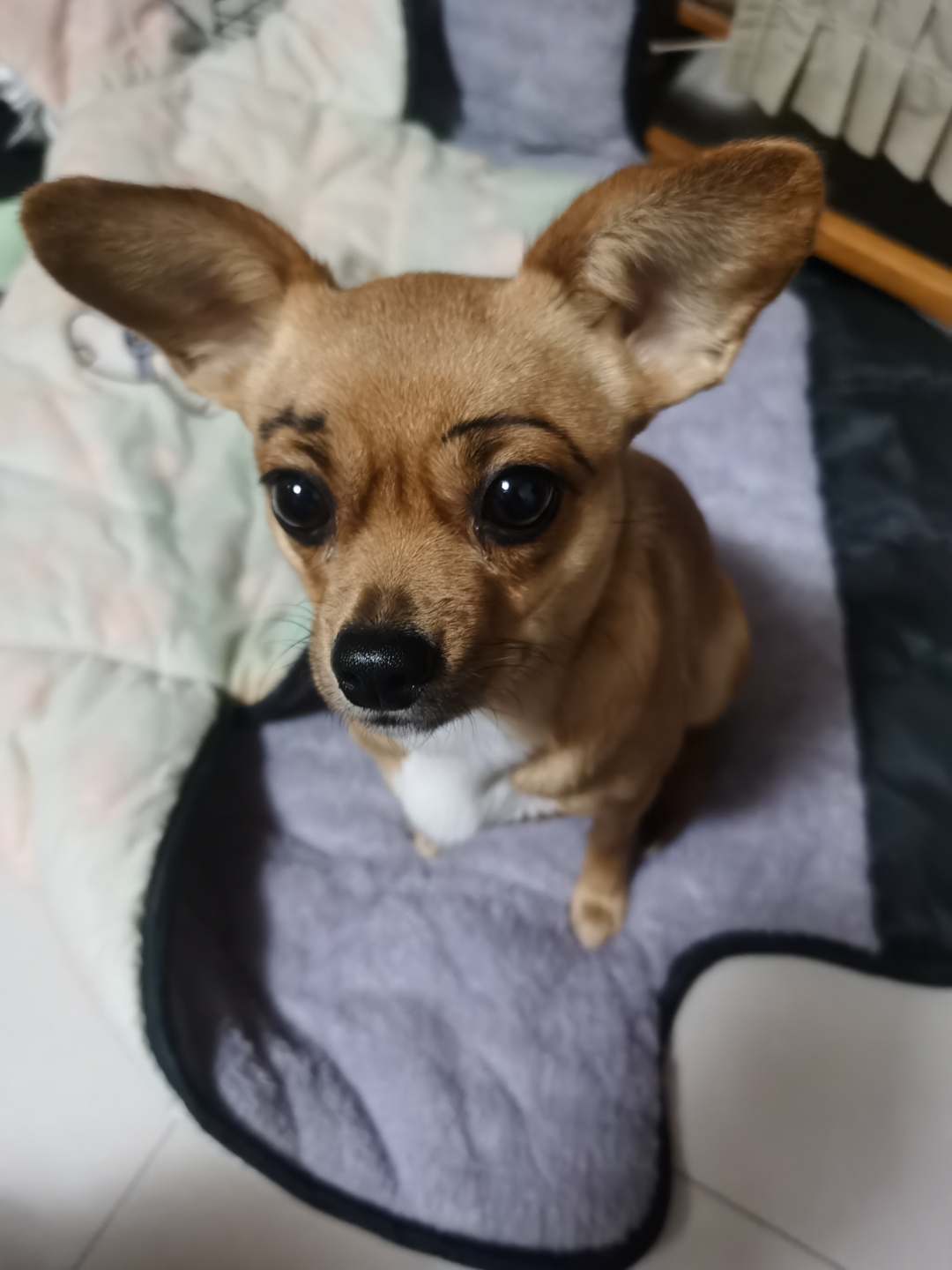 小鹿犬说长不大也有八斤重了很招人喜欢听得懂人话就是太粘人了