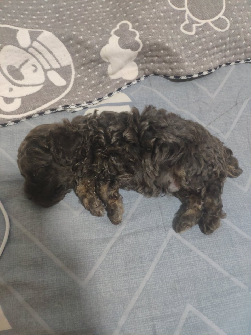 求赐一狗名!公狗