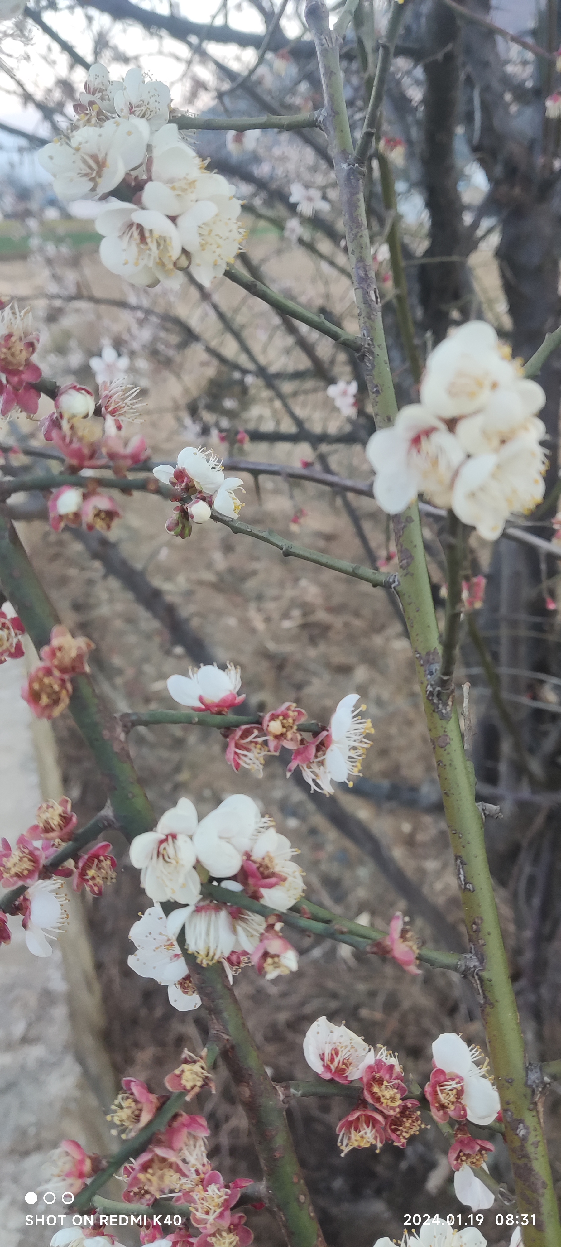 粉黄红白,开遍后山岗. 万树琼姿竟绽,村郭外,花海茫茫.