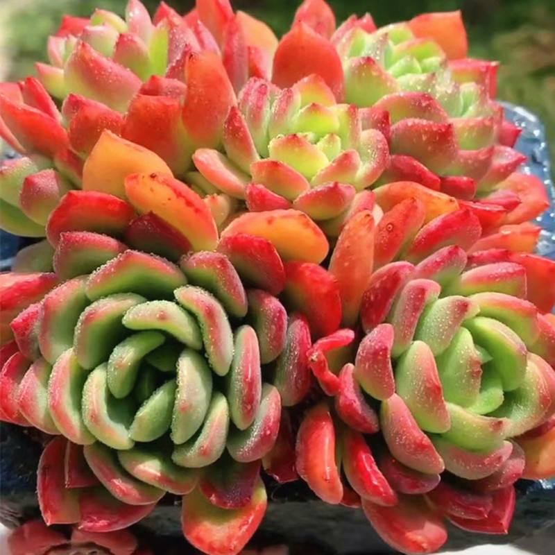 养花那点事#  多肉植物(succulent plant)是指植物的根,茎,叶三种