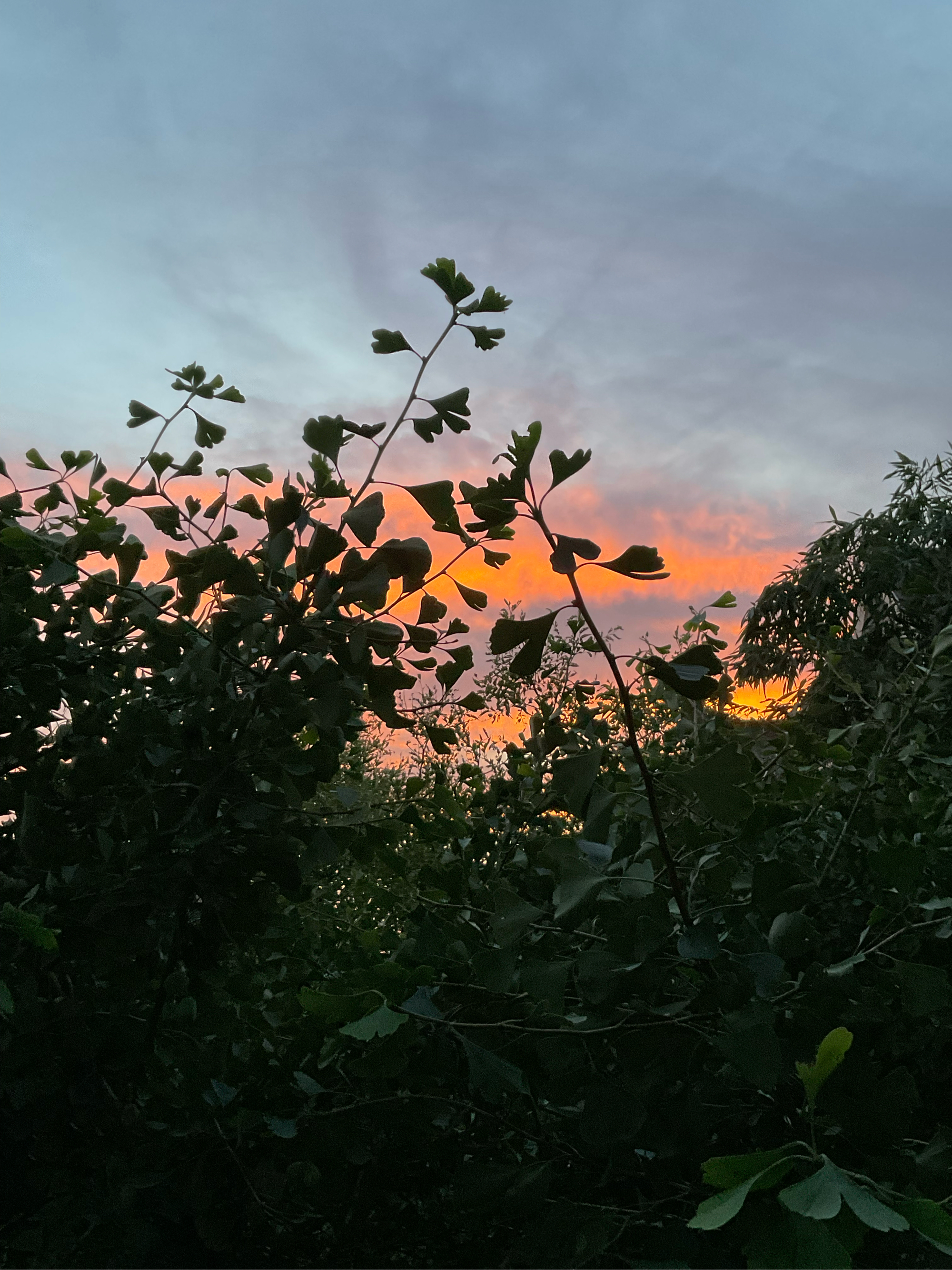 夕阳无限好,只是近黄昏