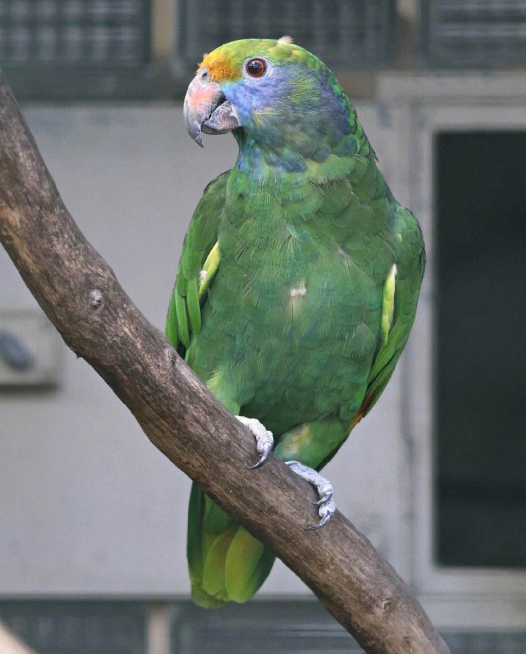 一,笼子笼子是鹦鹉的家,在自己能力范围内,尽量选择高大宽敞的笼子.