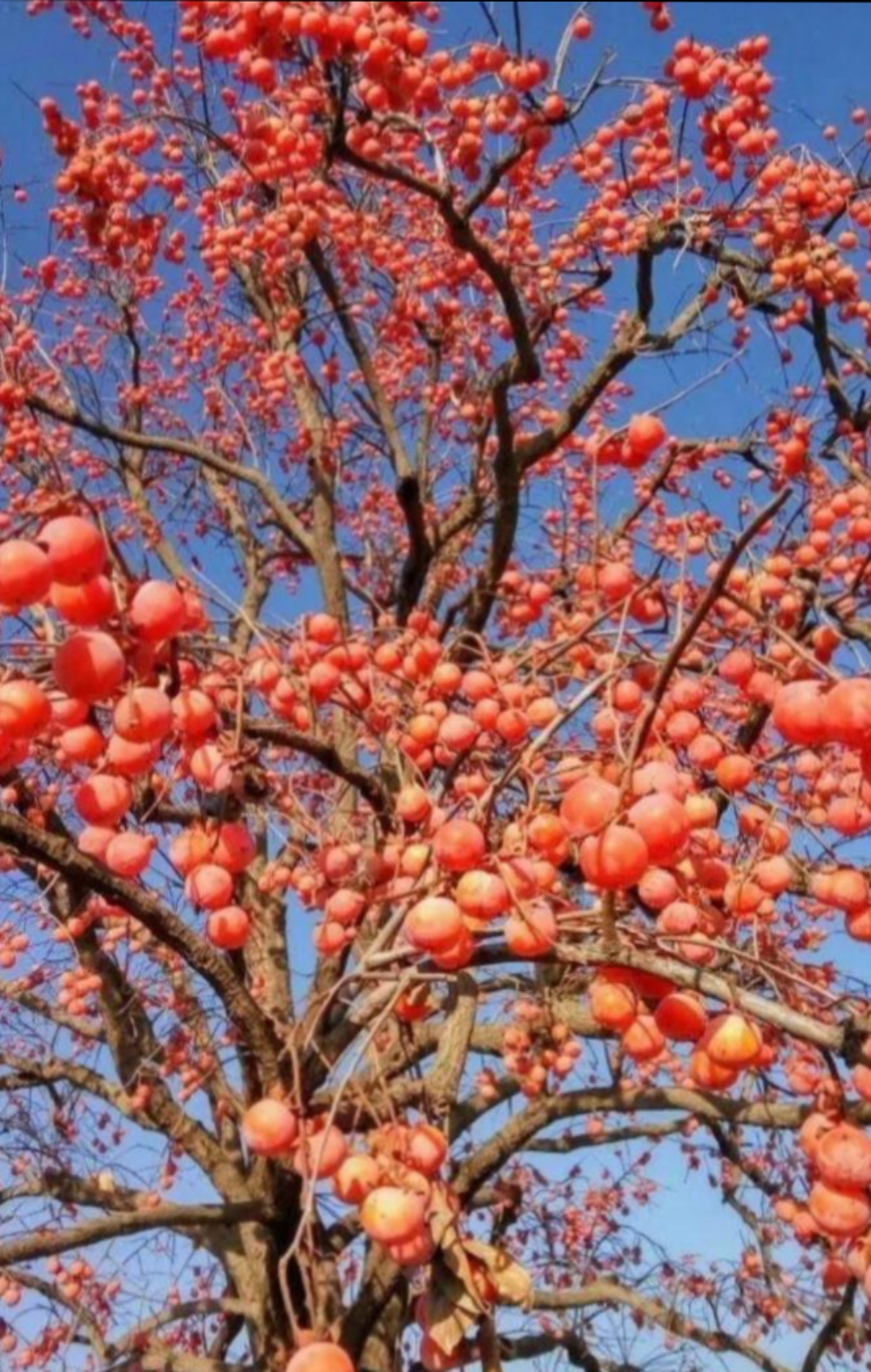 有人说:柿子树长得高,要用刀把高处柿子割下来;枣子树爱落果,要用棍子