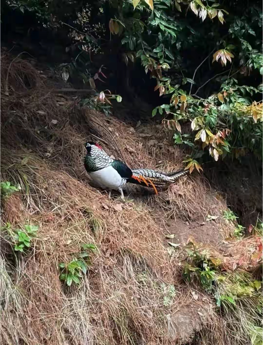 一重庆朋友在山游玩时拍到的, 长着五彩斑斓的羽毛, 尾部的特别长