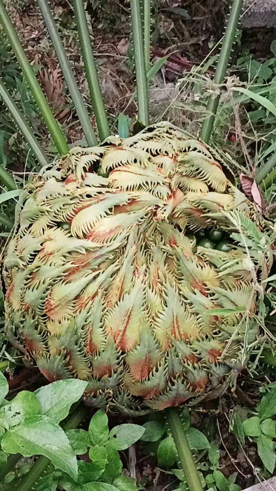 有人说这是铁树花,可我不确定.这玩意儿到底叫啥呢?