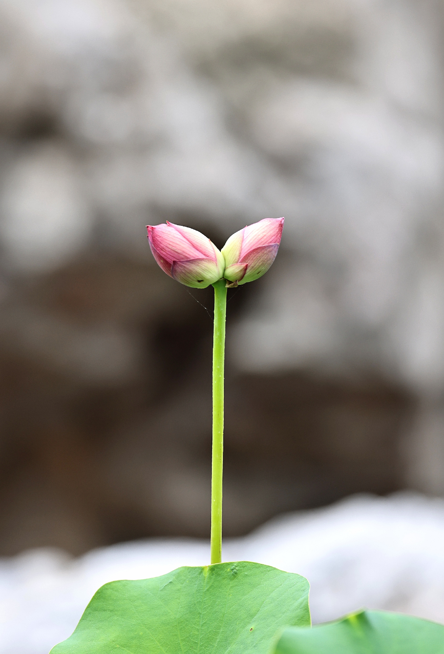 《并蒂花开是莫愁》南京市建邺区莫愁湖公园并蒂莲花开《到此莫愁》